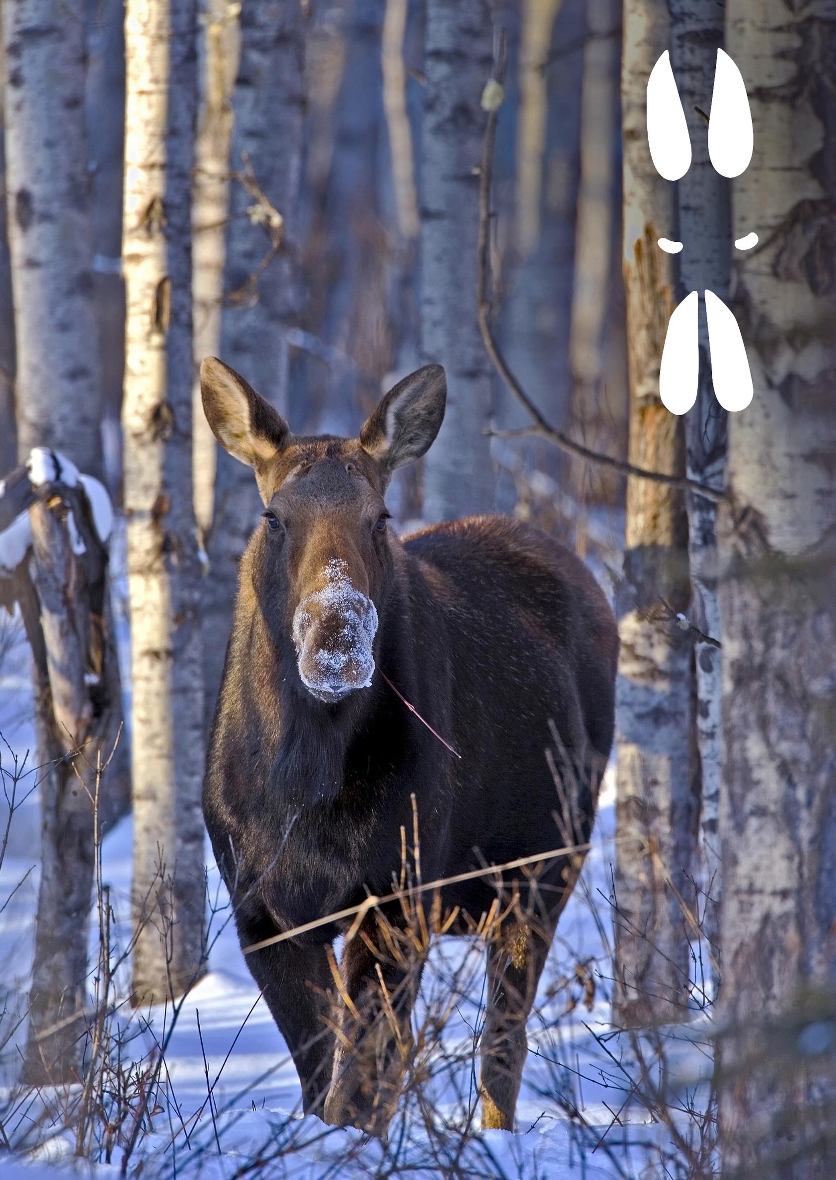 Moose tracks in the snow