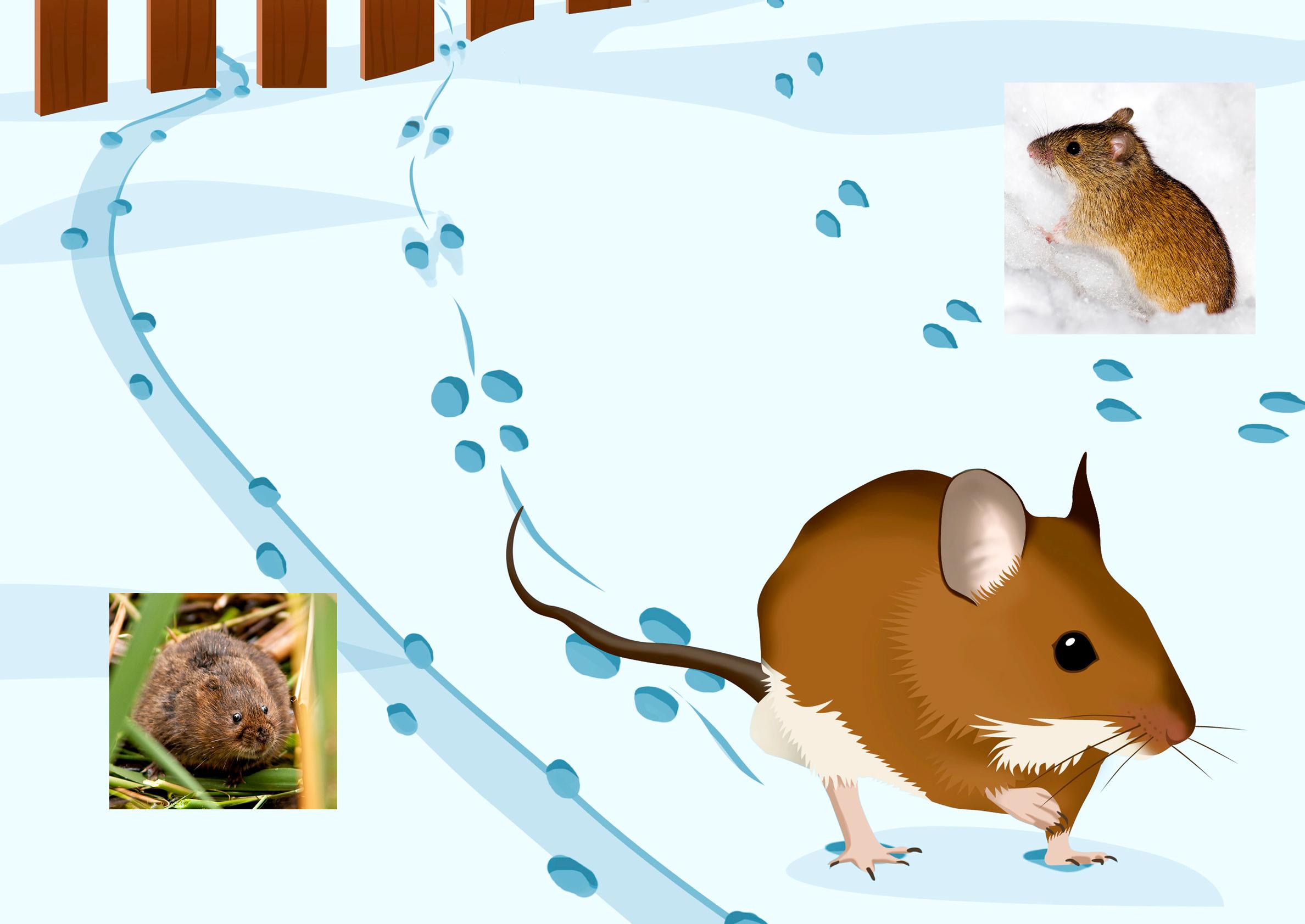 Water vole, yellow-necked mouse and field vole tracks in the snow.