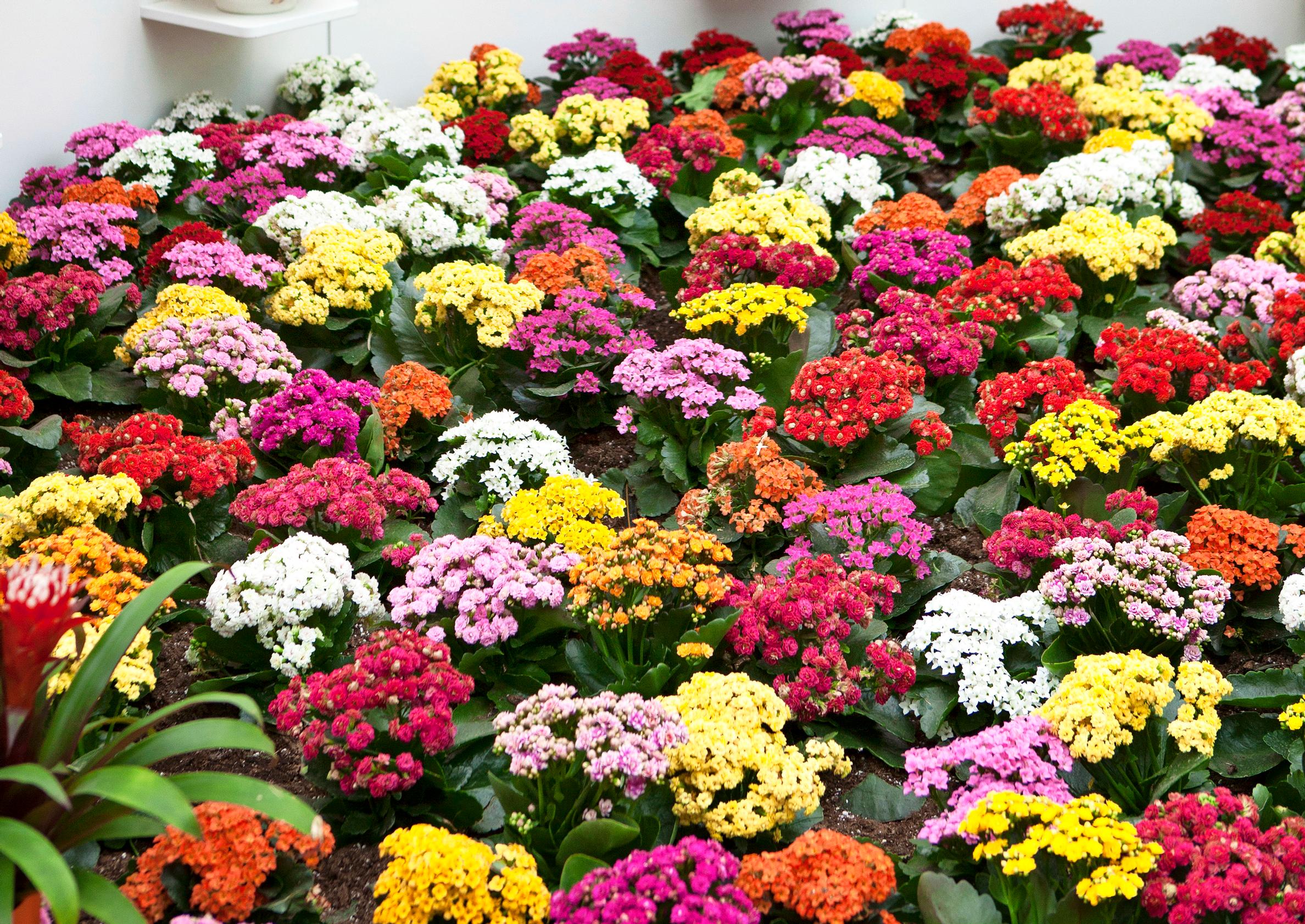 Flaming Katy captivates with brilliant colors—here’s how to care for it and help it bloom again