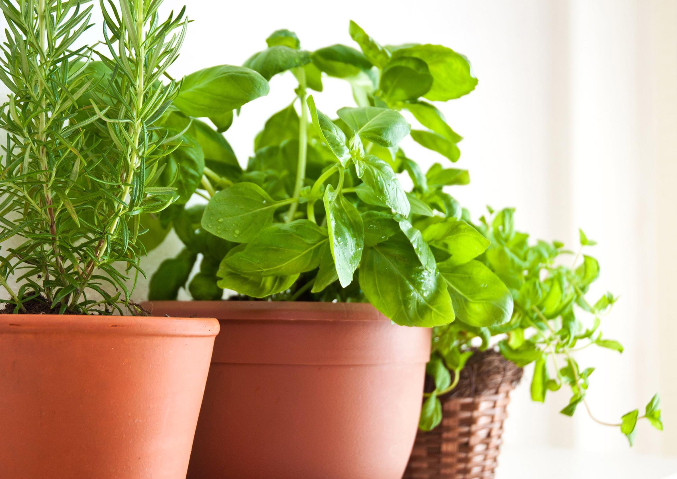 Grow your favorite herbs at home—start from seeds or seedlings
