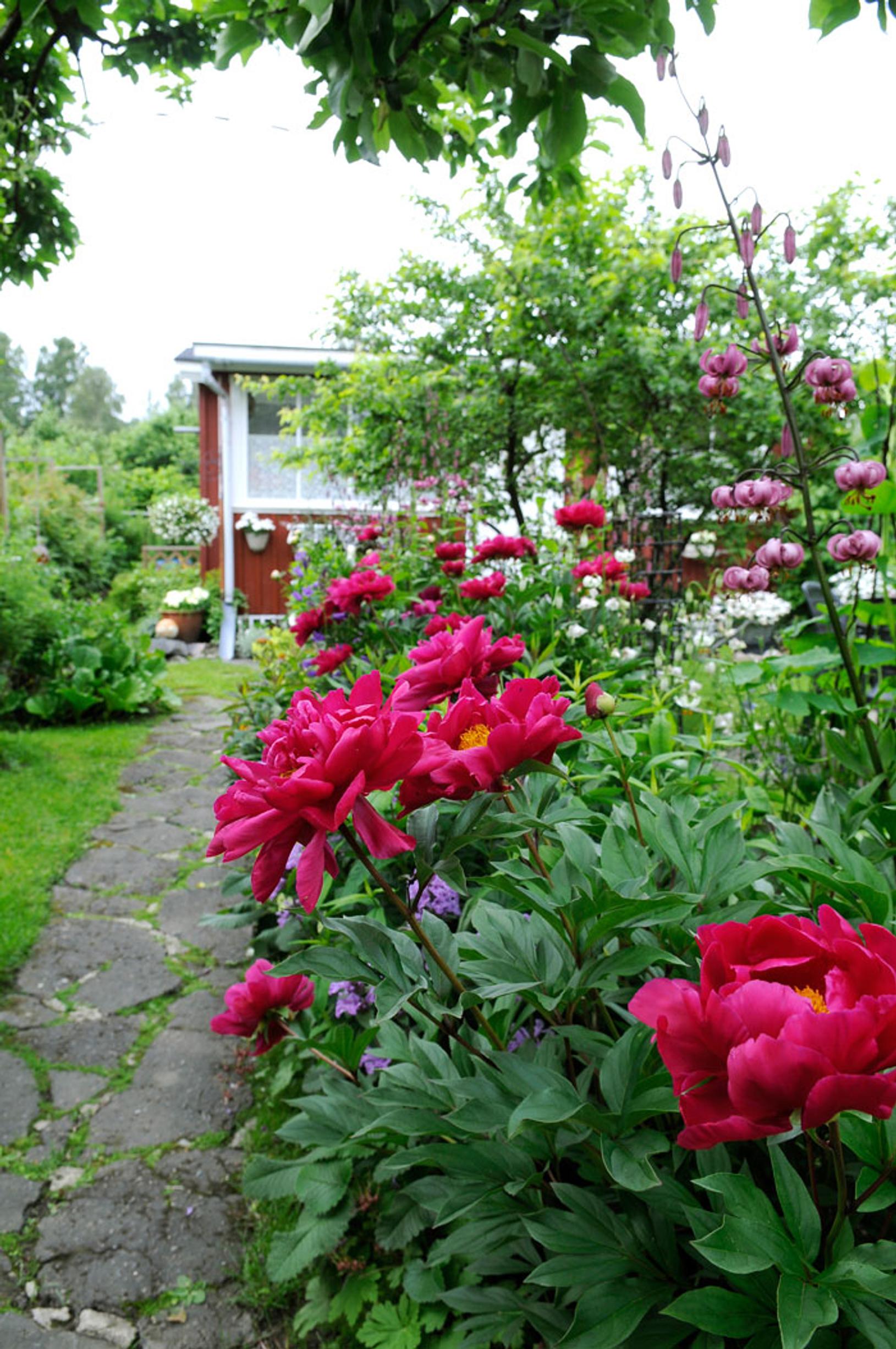 Red peonies