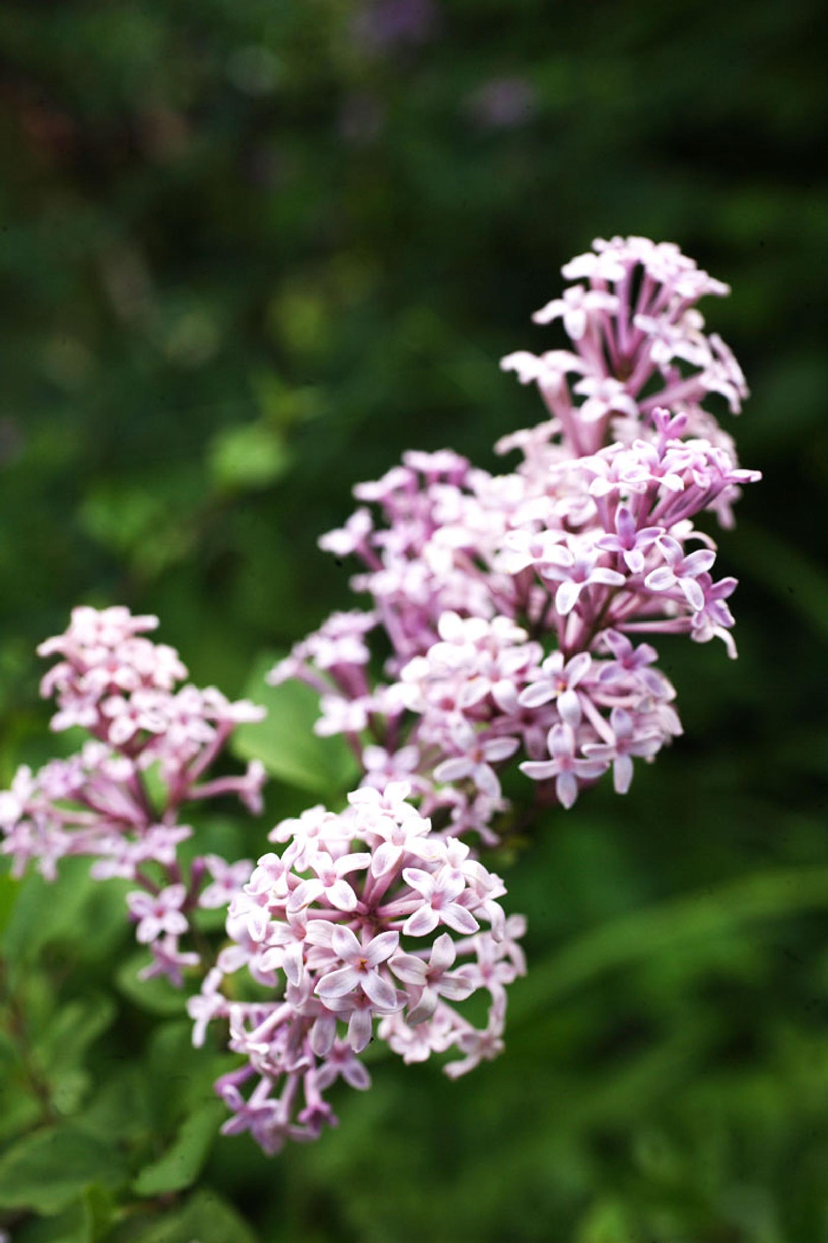 Lilac care: Hungarian lilac (Syringa josikaea)