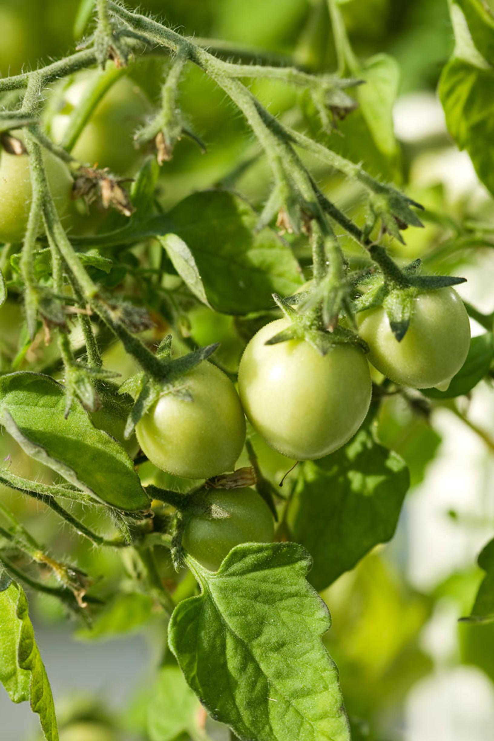 Raw tomatoes