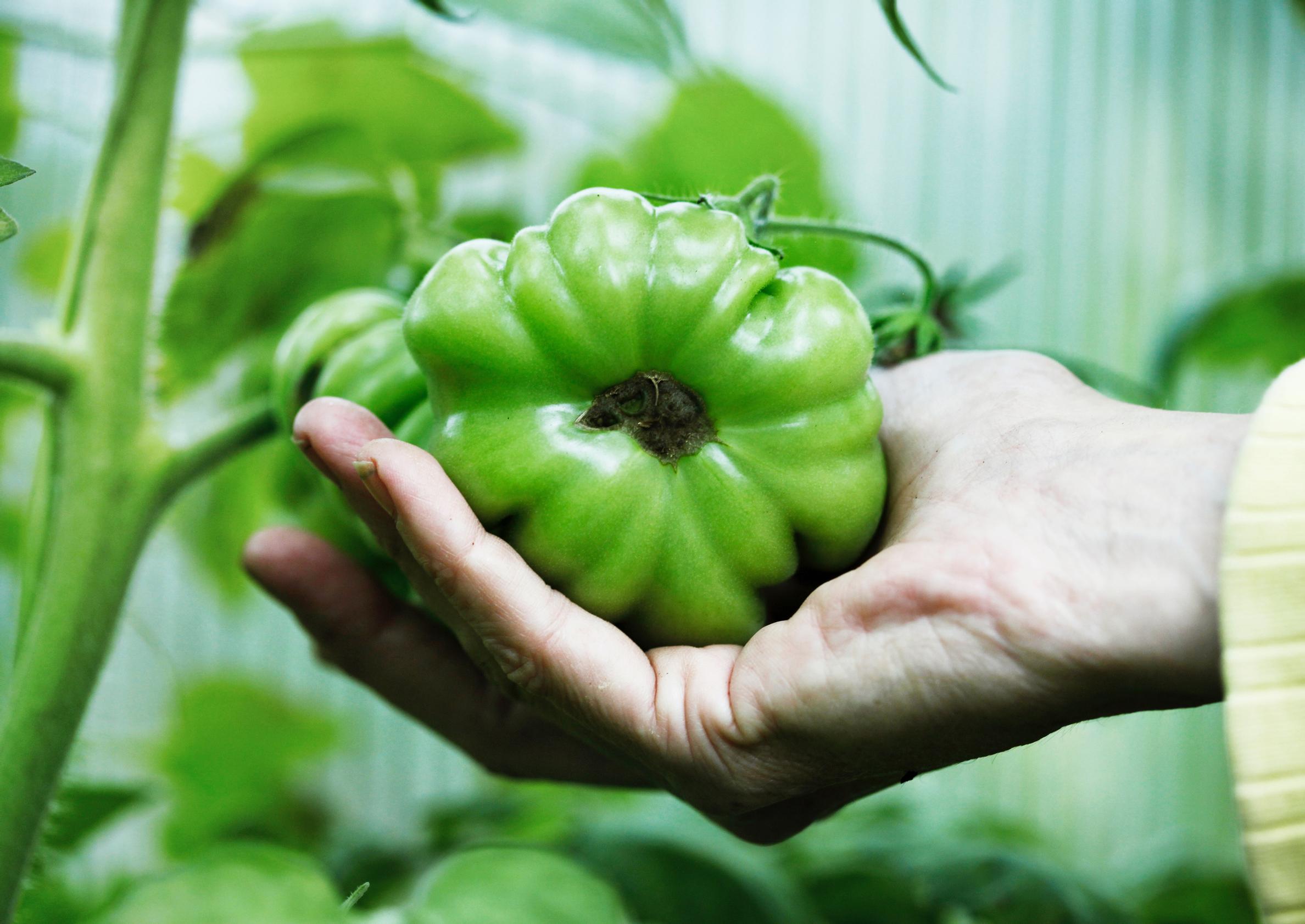 Brown spots or wilted seedlings: what's wrong with my tomatoes?