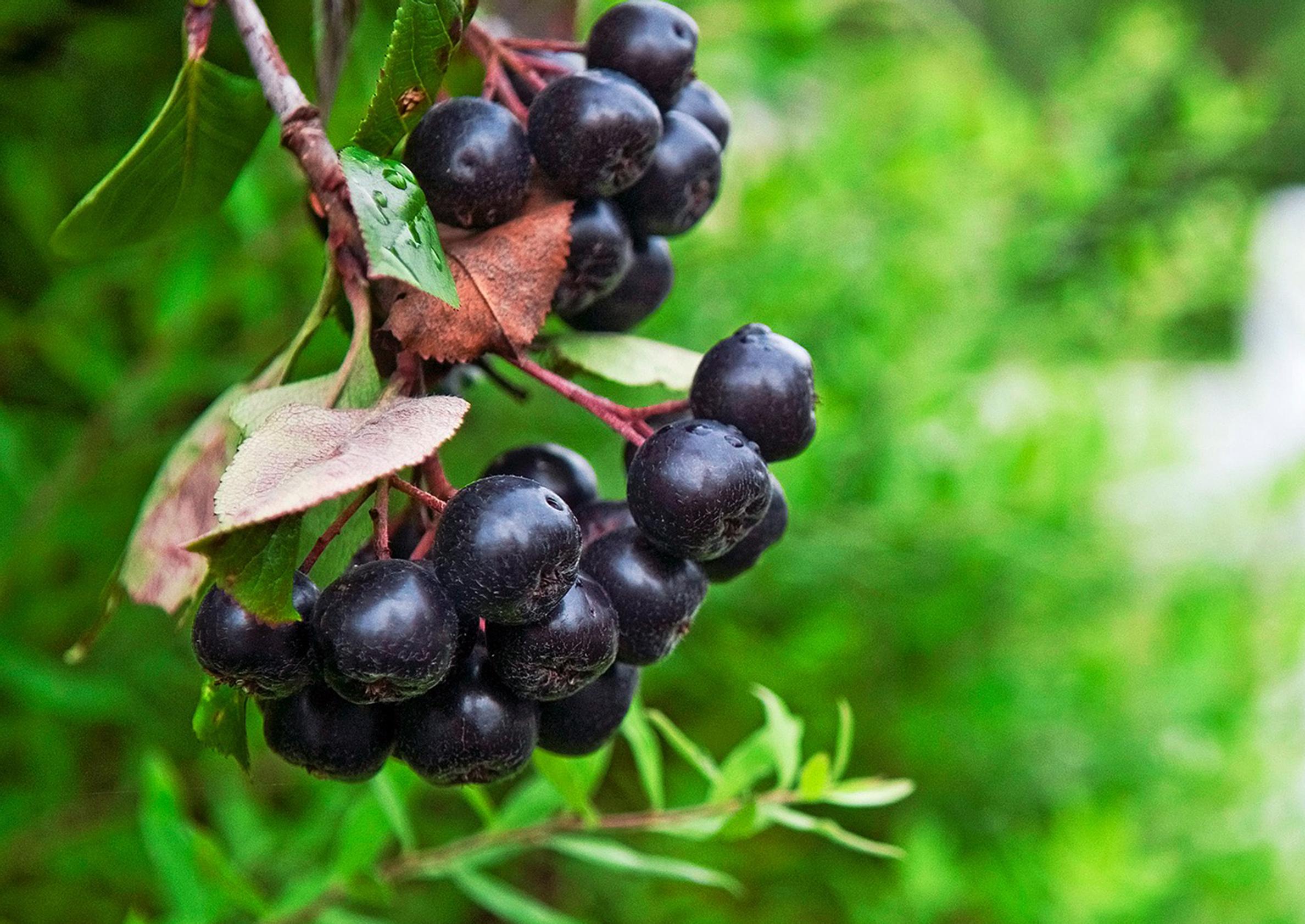 Prune chokeberry like a pro—here's how to succeed