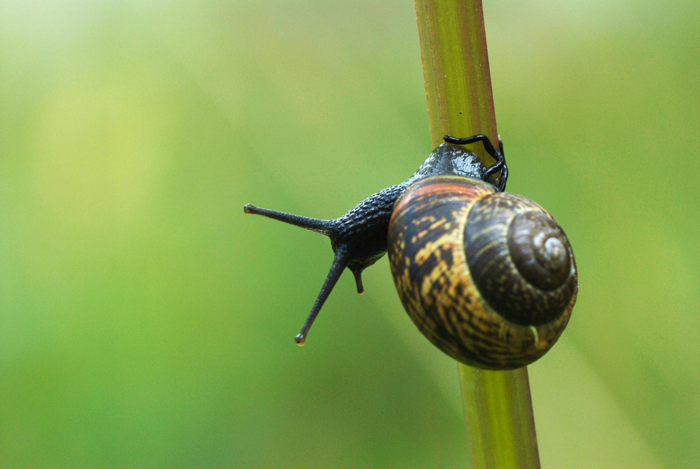 The copse snail is a real nuisance in the garden—here’s how to get rid of it!