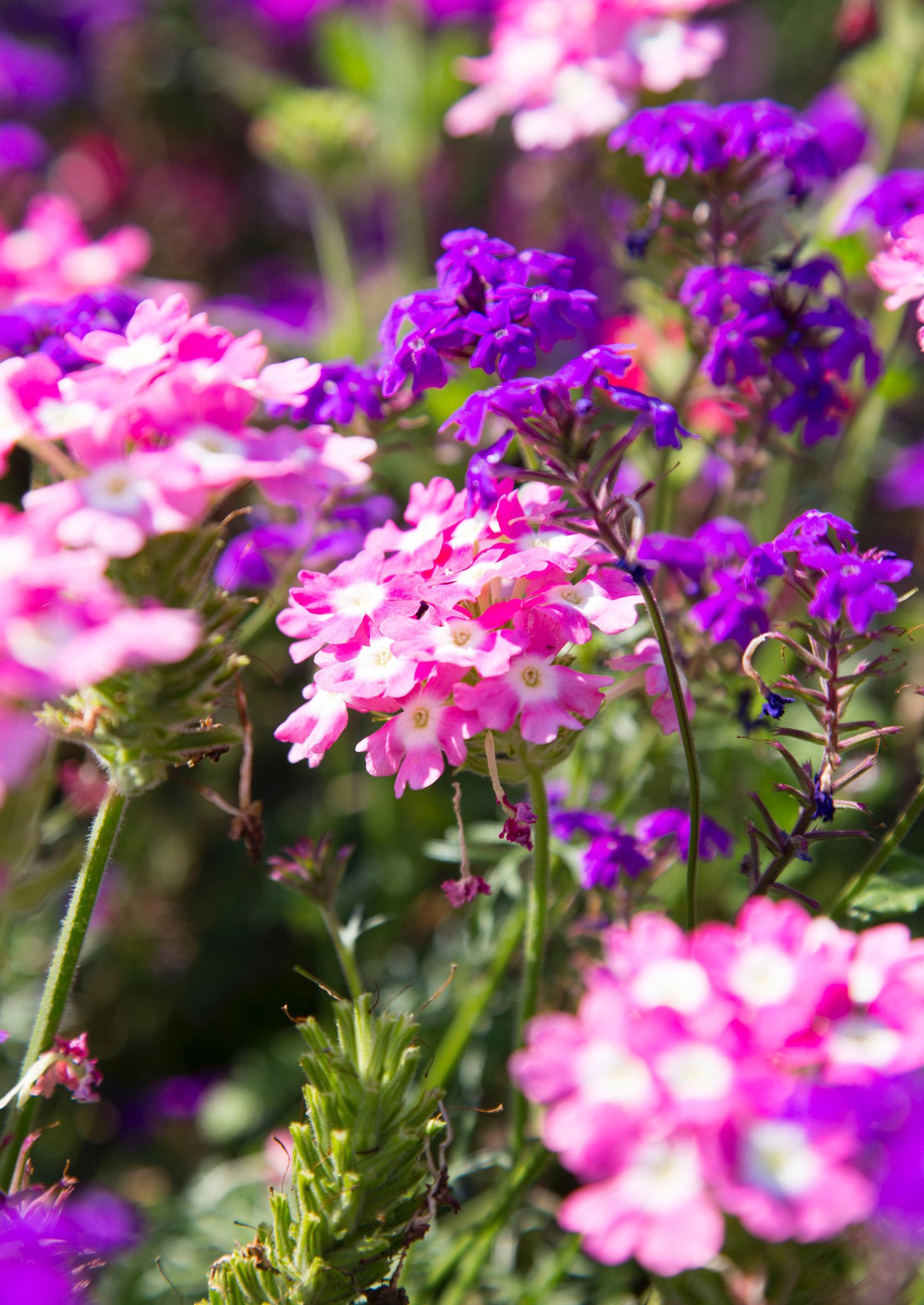 Flowers for sunny areas: Garden verbena