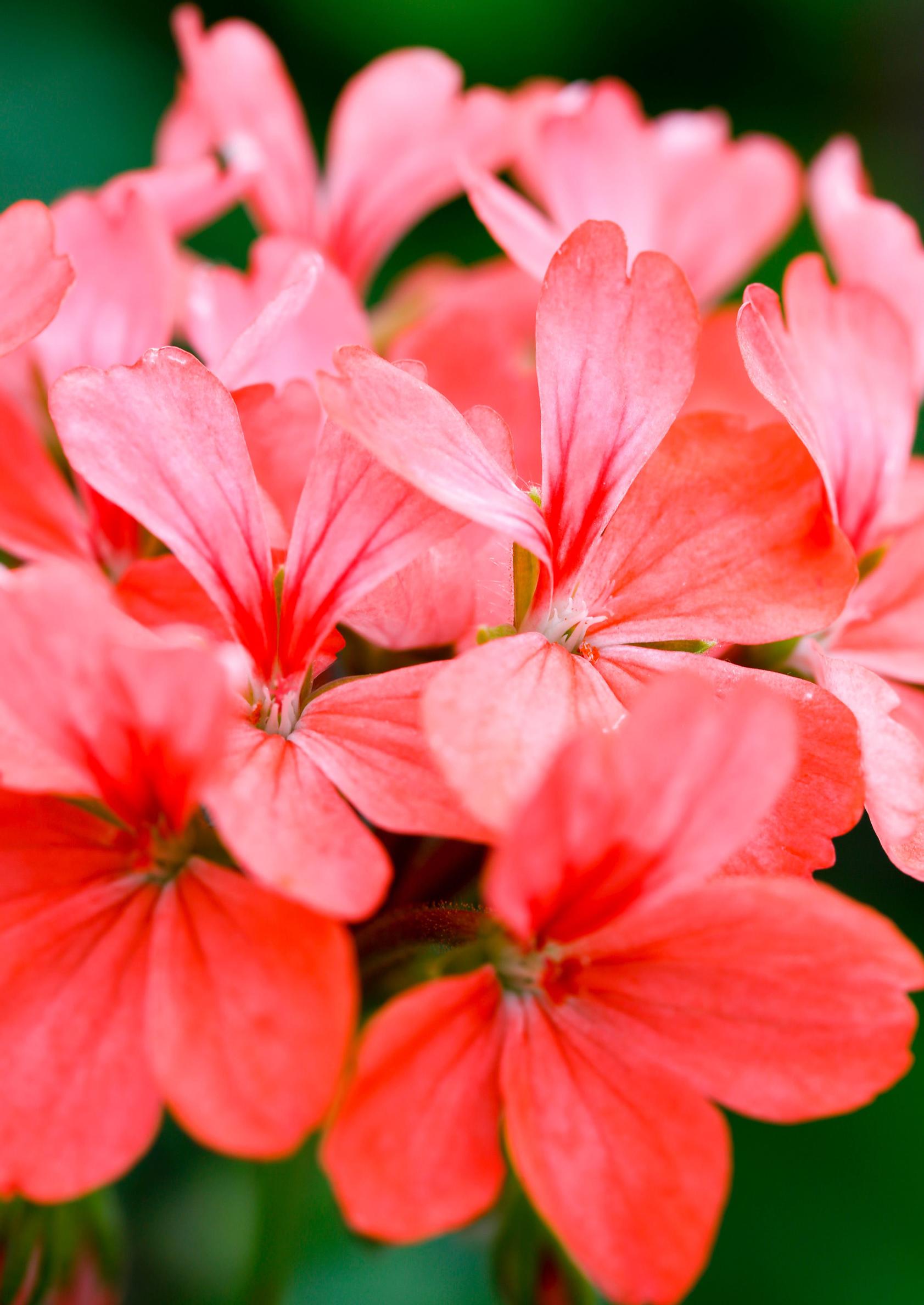 flowers for sunny areas: Geranium
