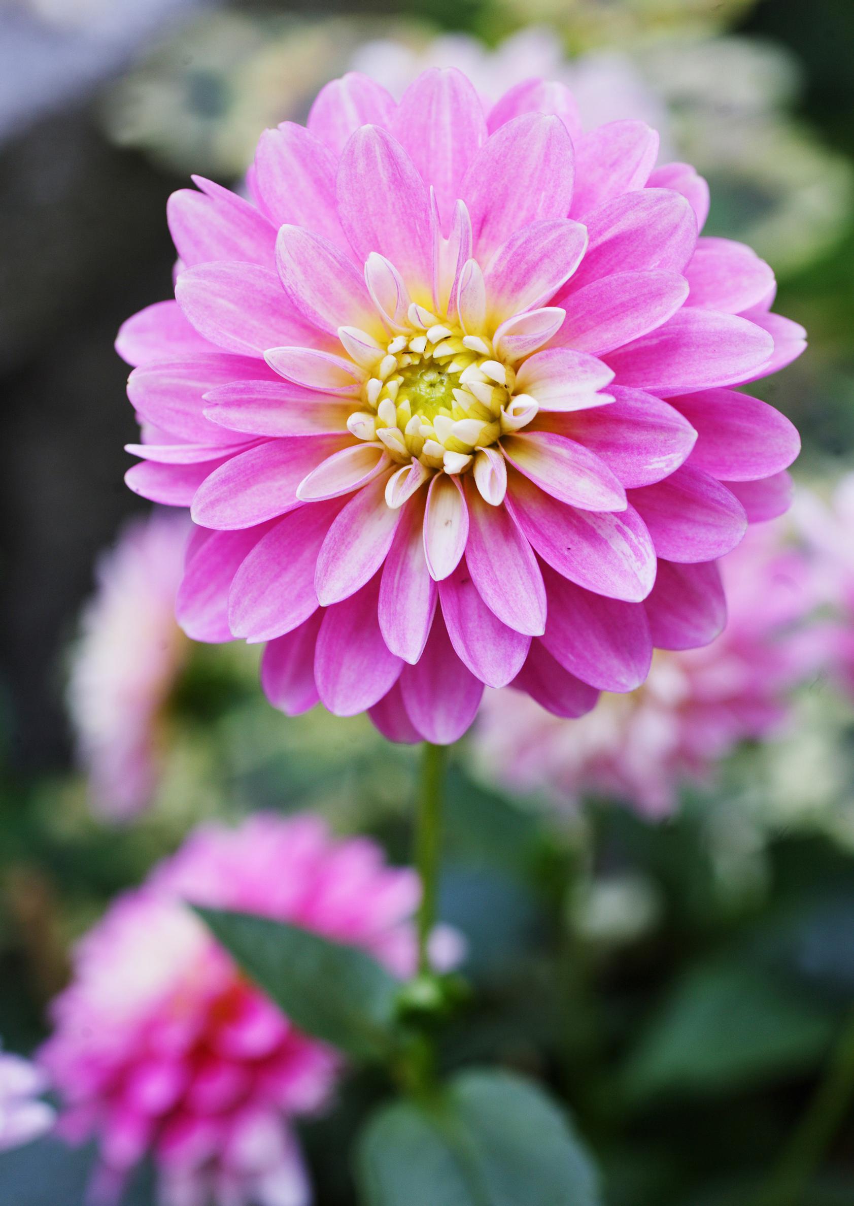 Flowers for sunny areas: Dahlia