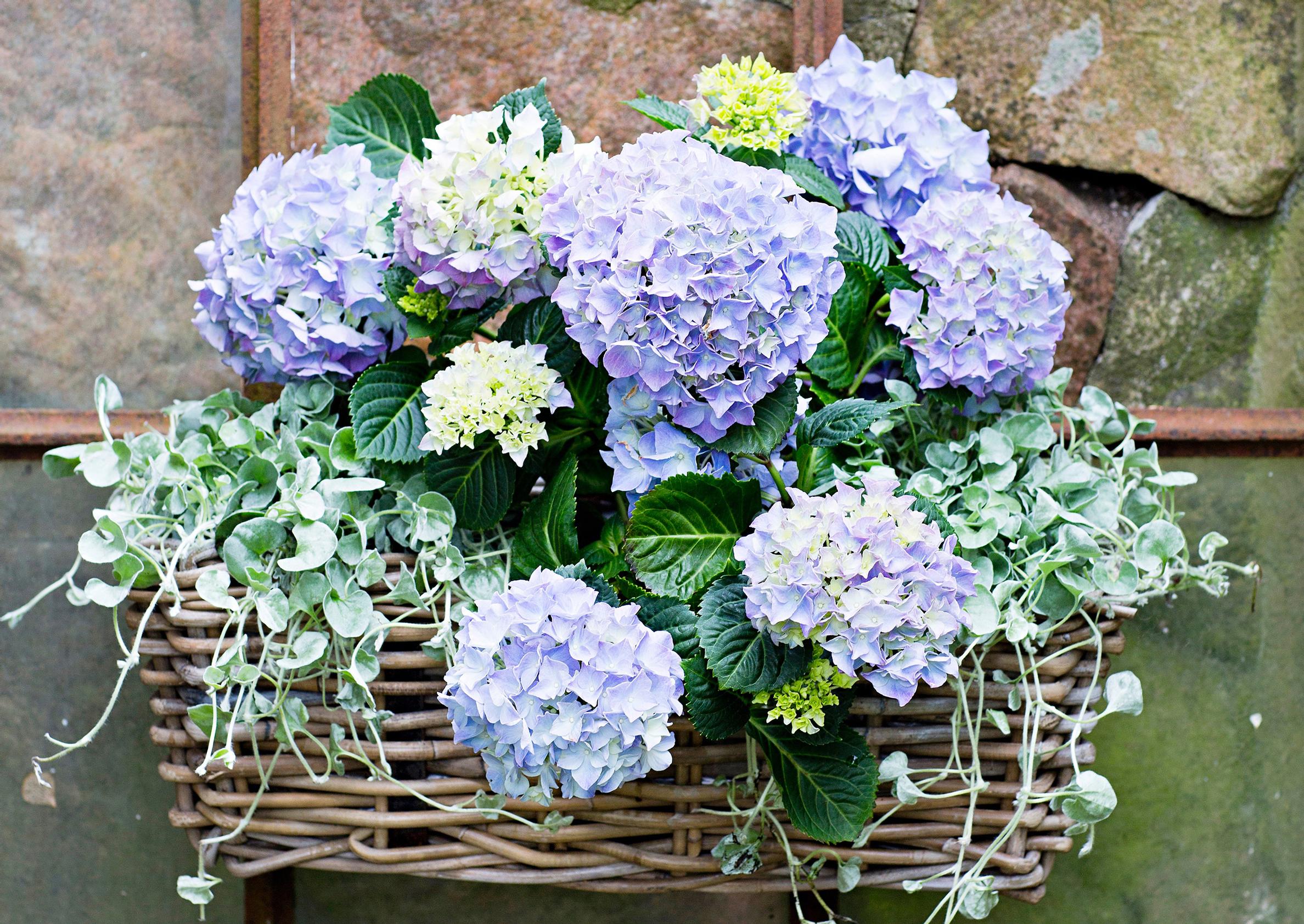 Looking for the perfect flower for your terrace? Try the hydrangea!