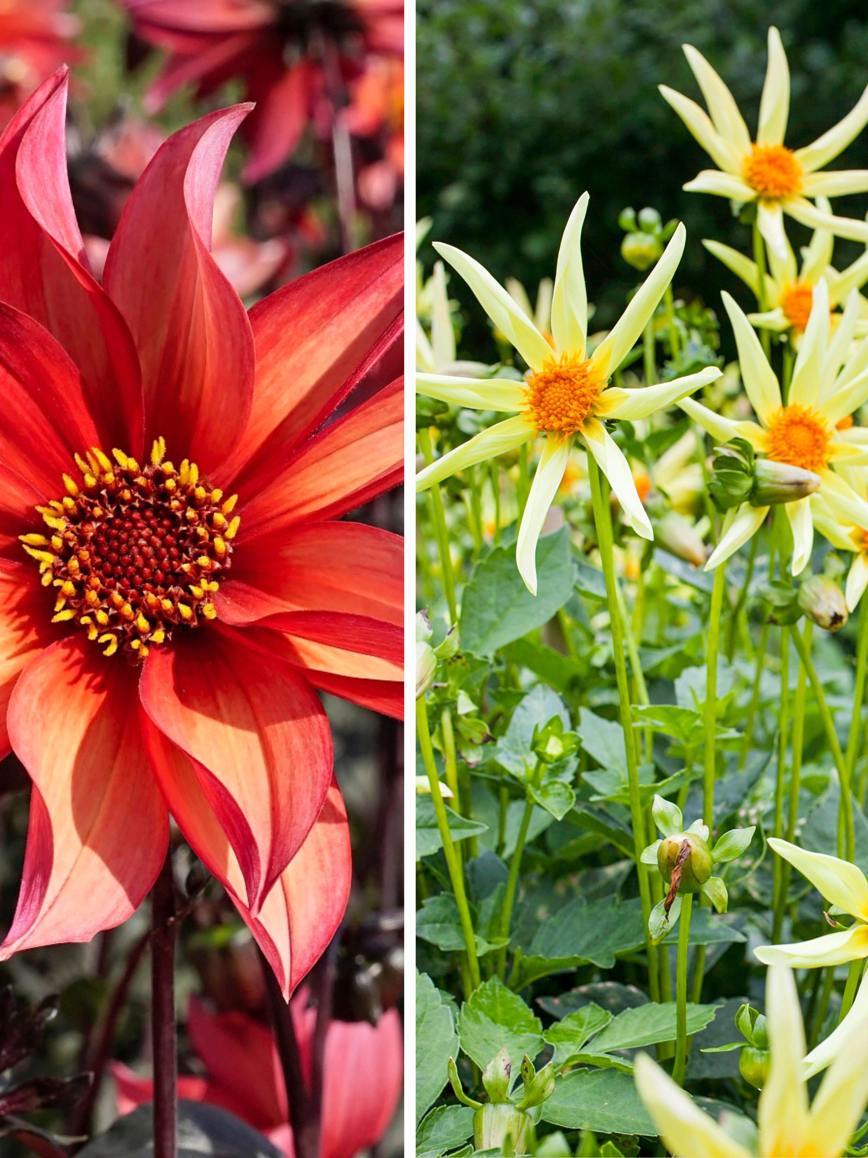 Pollinators love these dahlias varieties too! We’ve chosen six charming single-flowered varieties