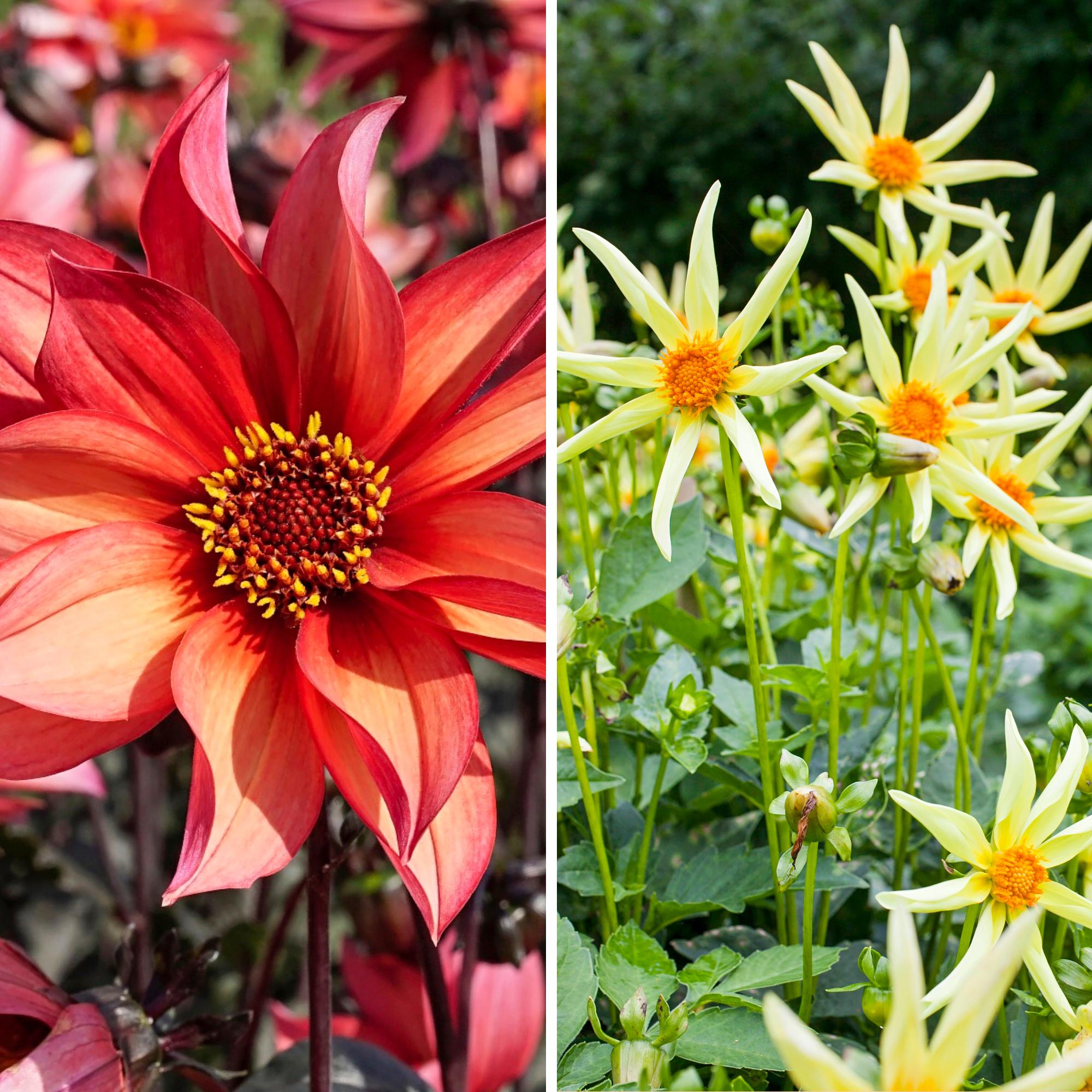 Pollinators love these dahlias varieties too! We’ve chosen six charming single-flowered varieties