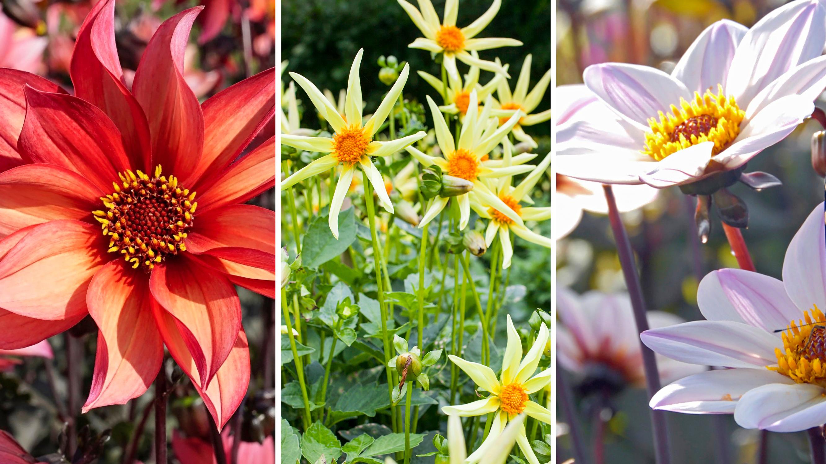 Pollinators love these dahlias varieties too! We’ve chosen six charming single-flowered varieties