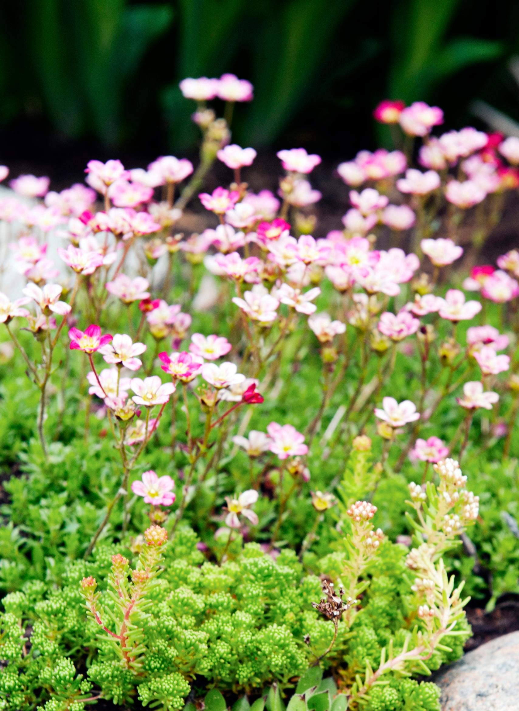 Saxifraga × arendsii
