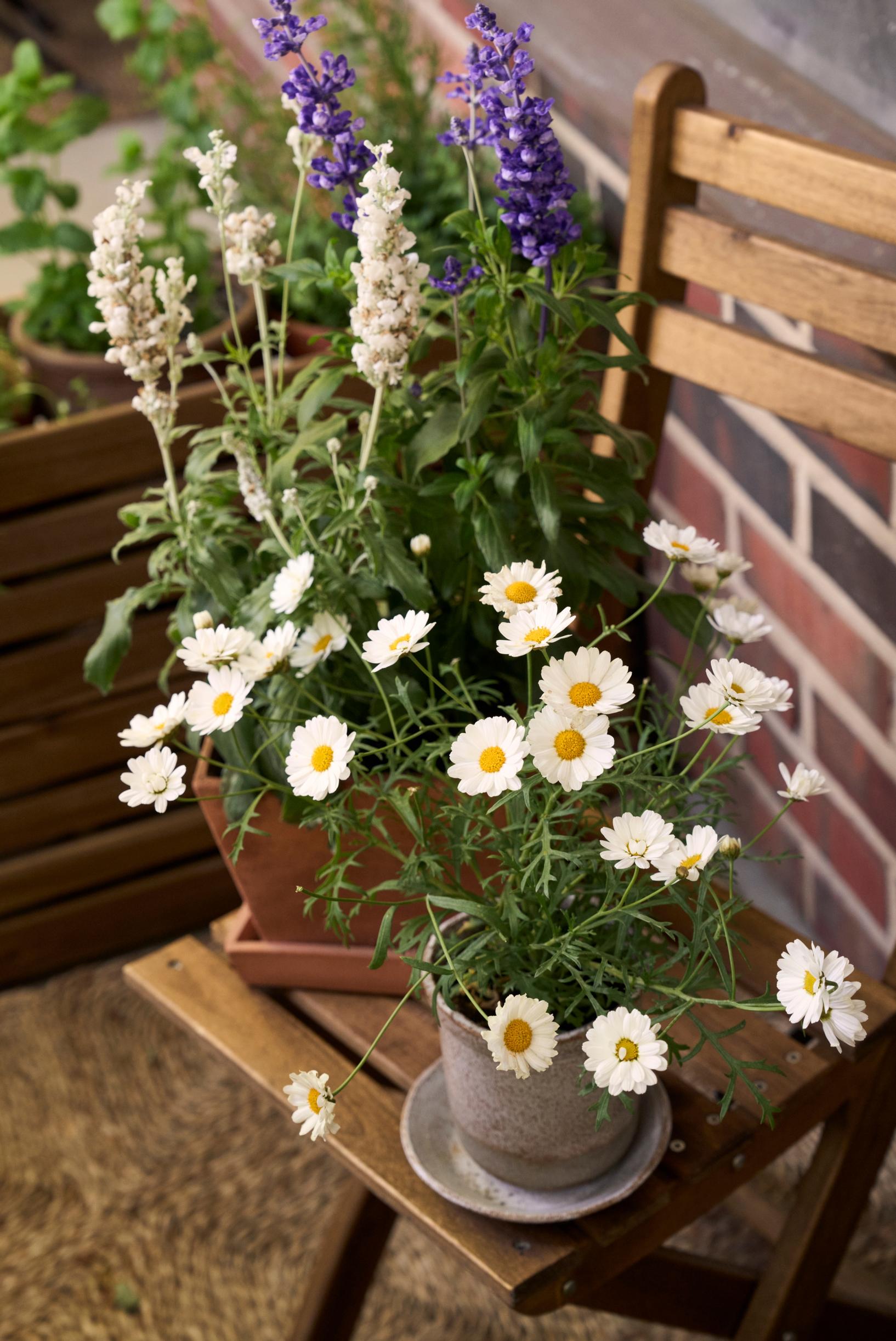Plants in pots on the balcony