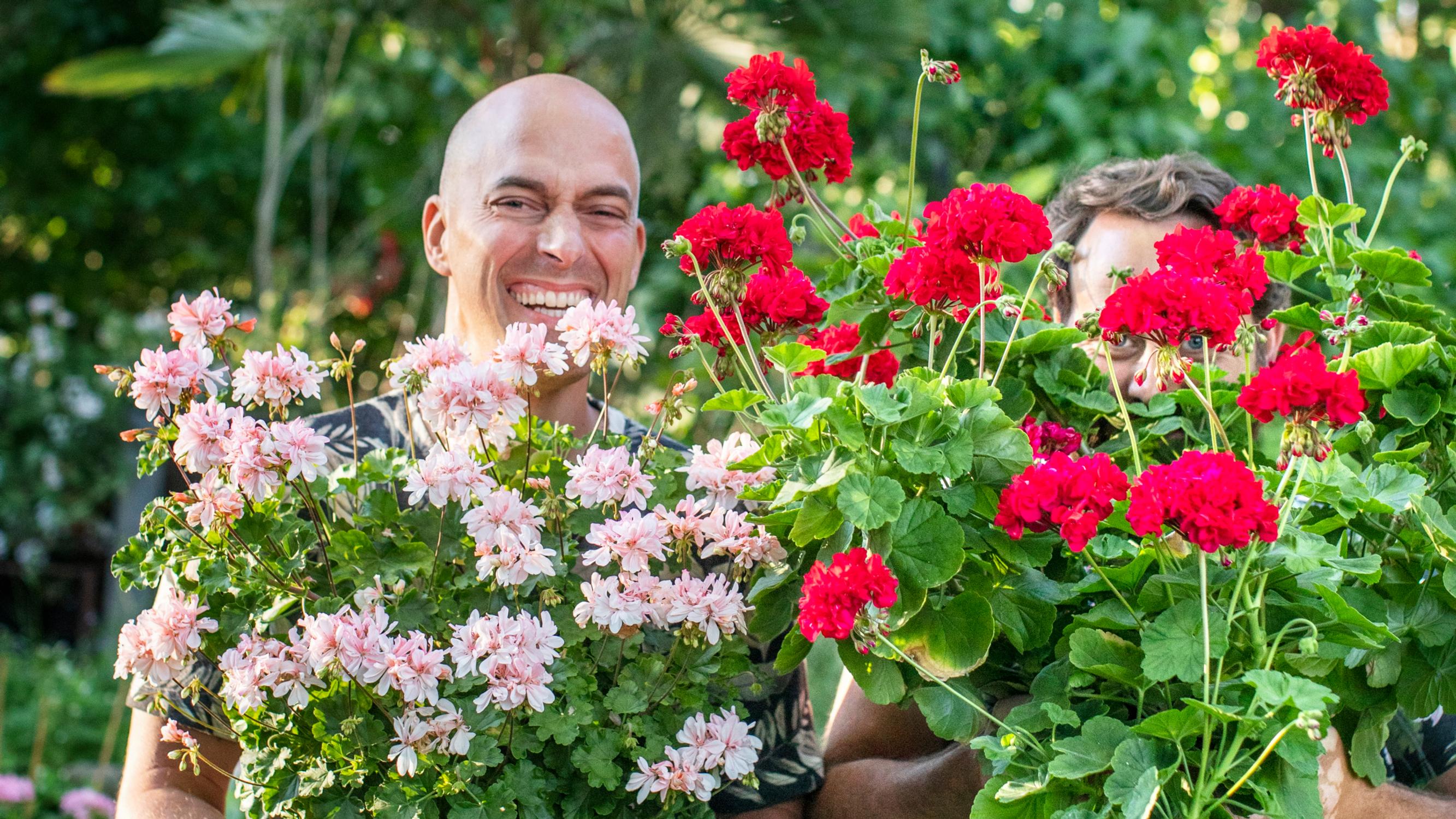 Passion for plants brought Tommi and Mikael together—their awe-inspiring pelargonium collection is a sight to behold