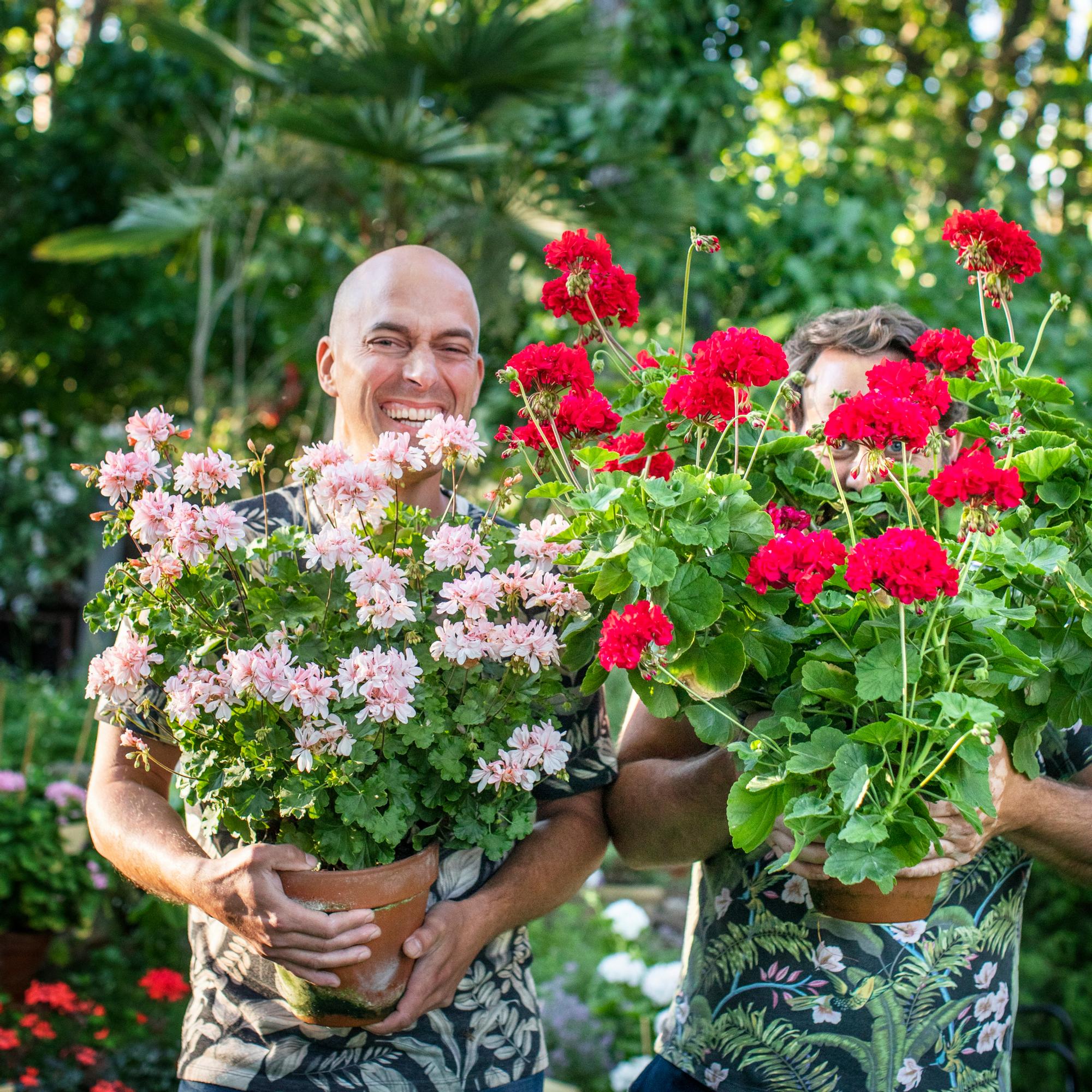 Passion for plants brought Tommi and Mikael together—their awe-inspiring pelargonium collection is a sight to behold