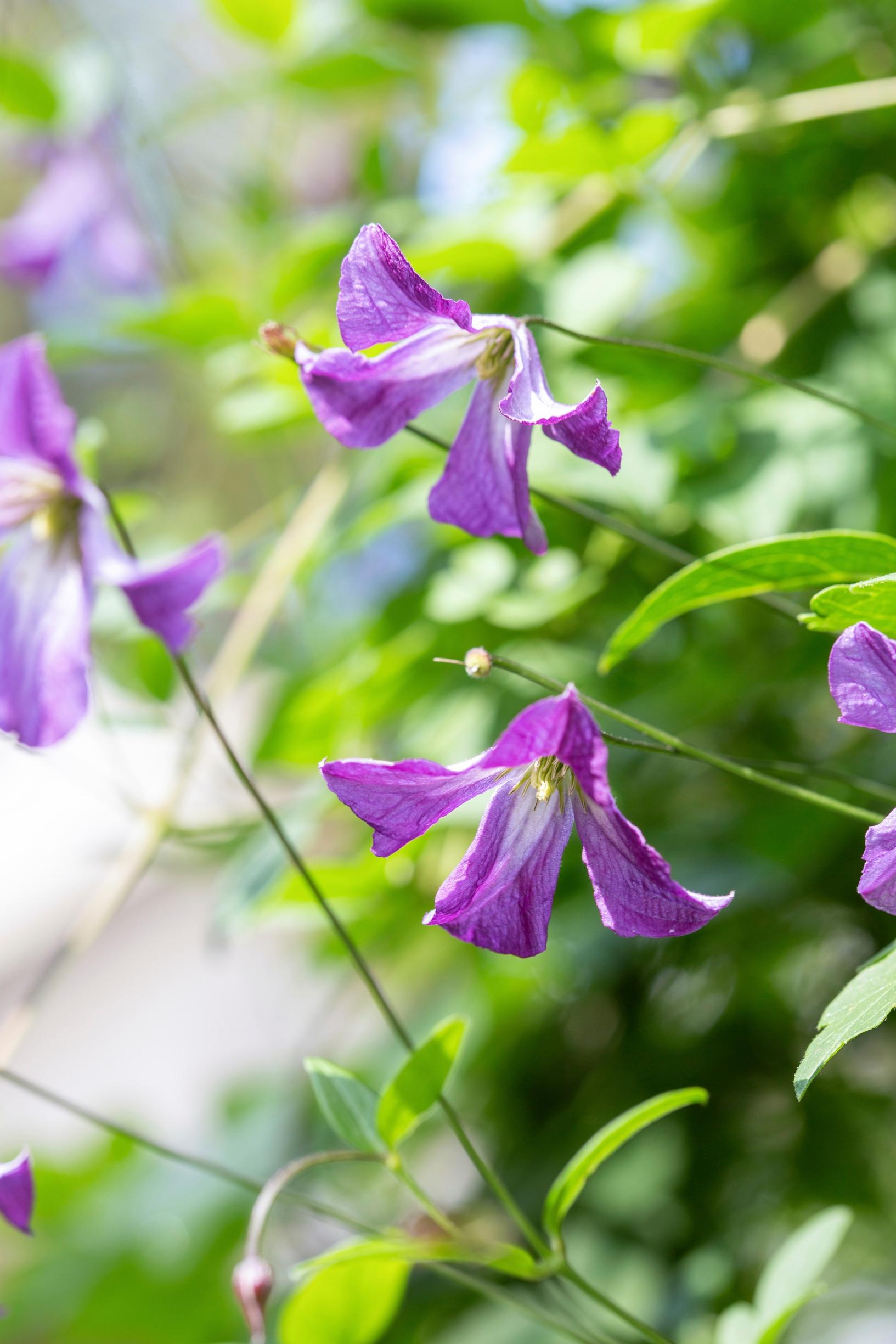 viticella clematis