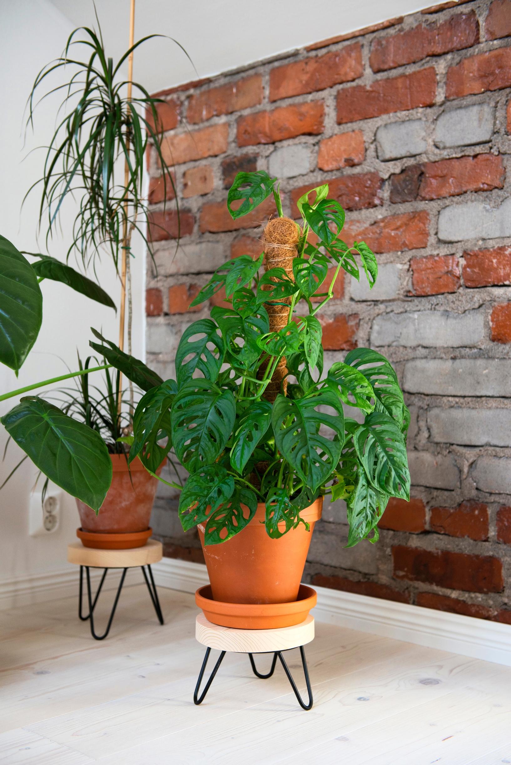 Photo of houseplants.