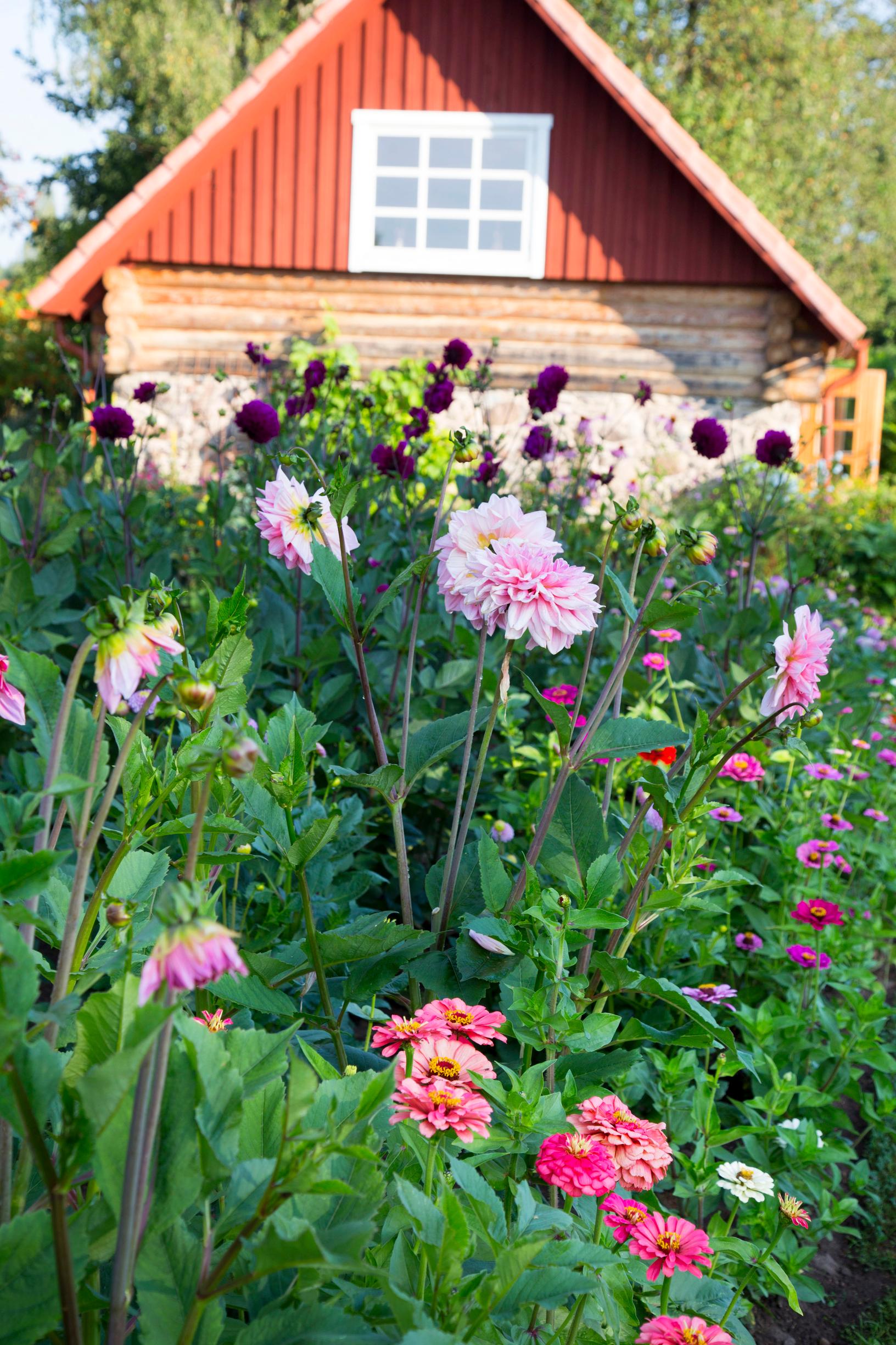 Dahlia care
