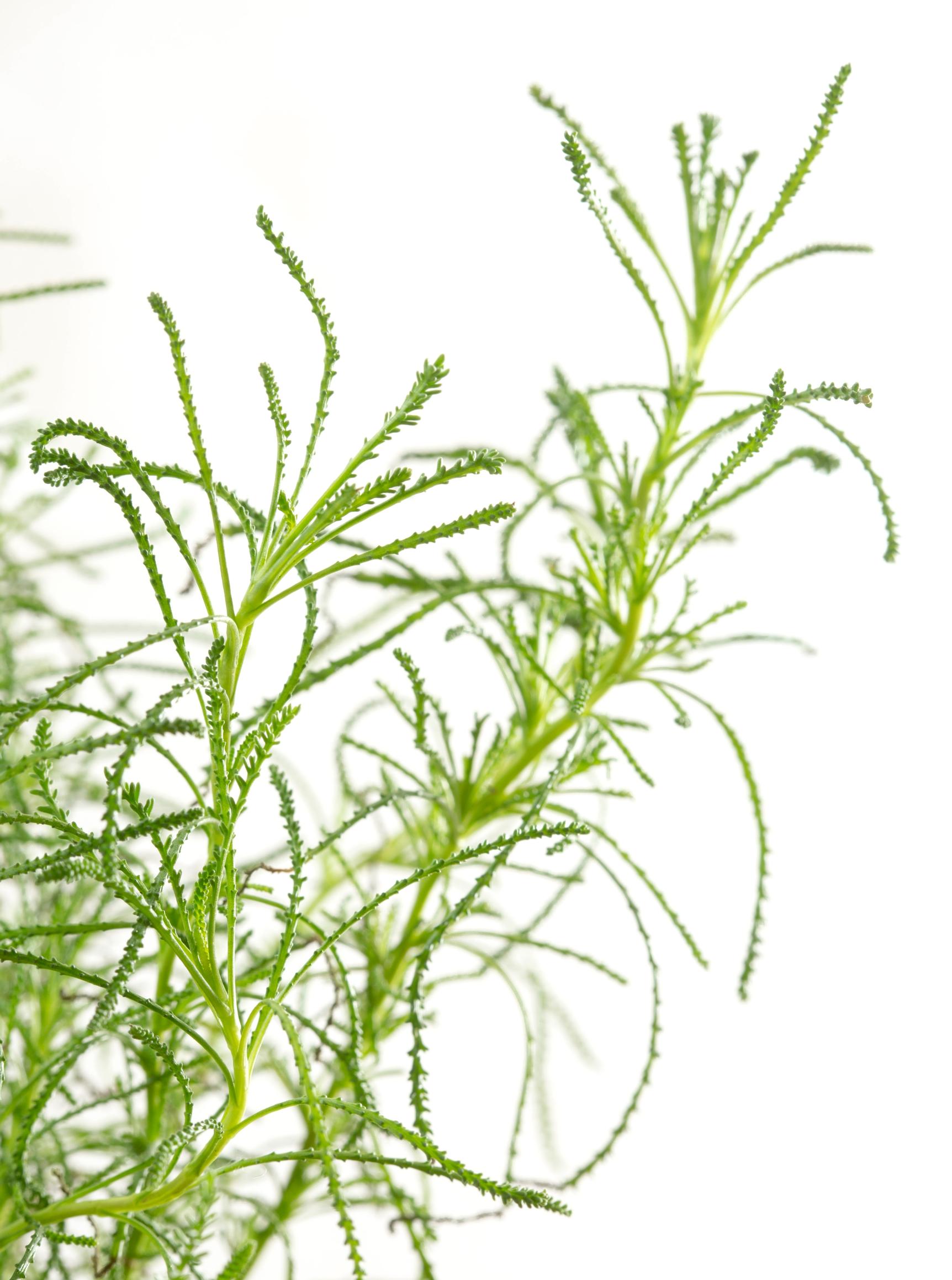 Green santolina