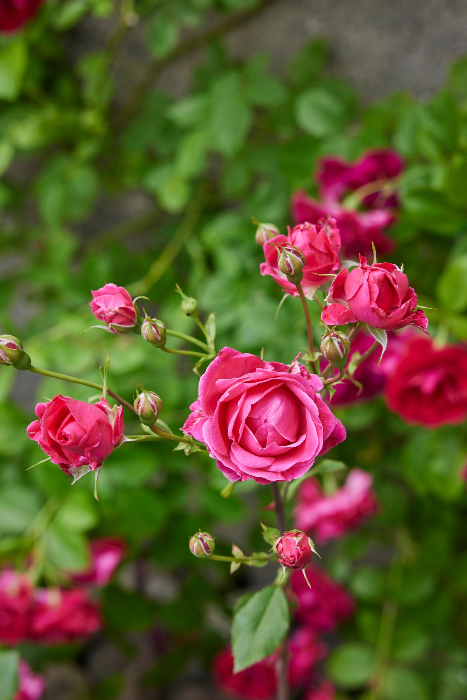 The raspberry-pink ‘Alexander MacKenzie’ belongs to the Explorer series of roses.