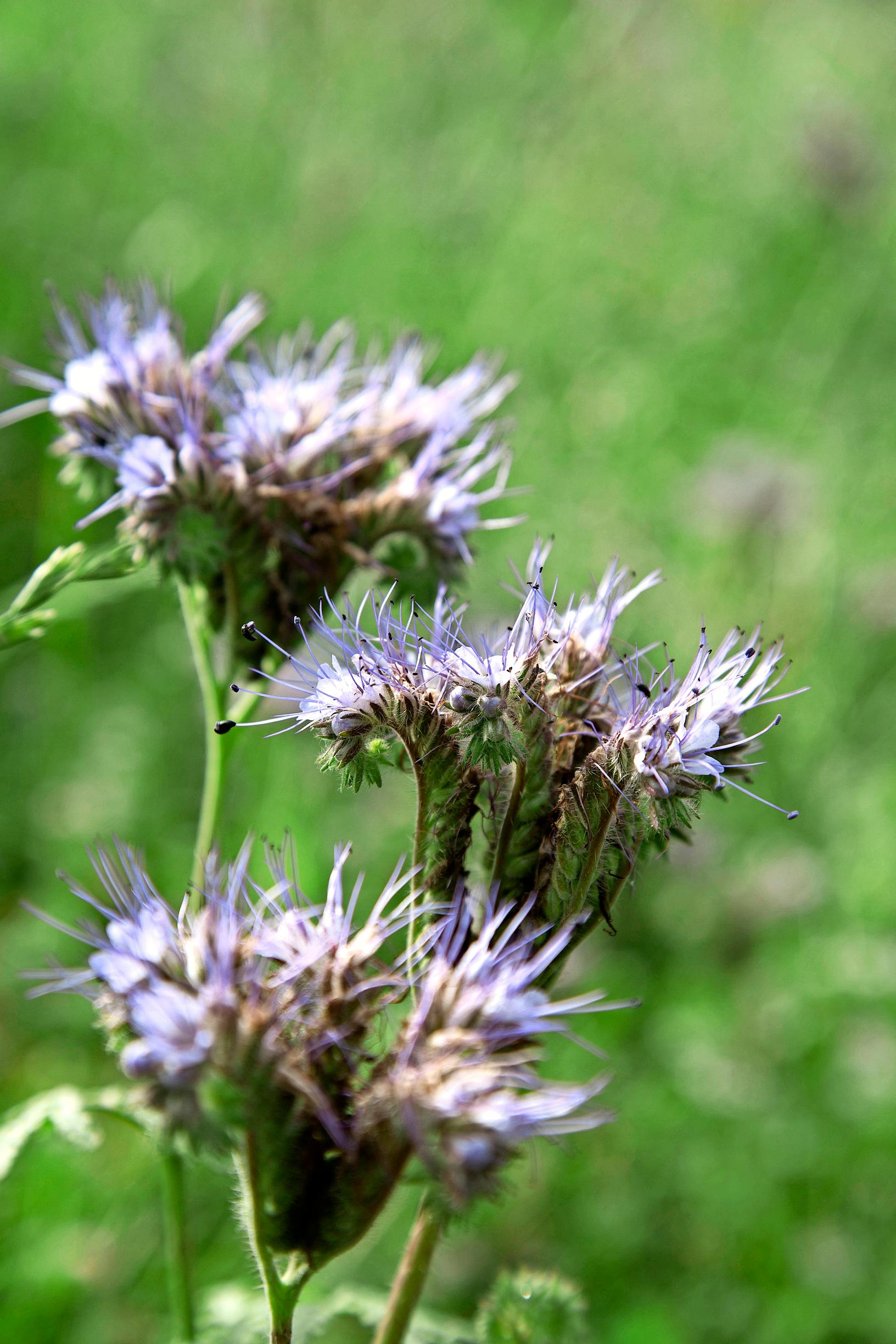 Phacelia
