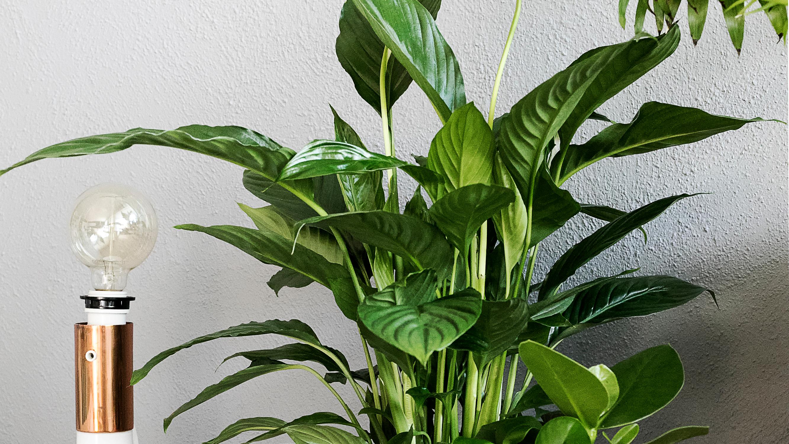 The peace lily brings lush greenery – here’s how to plant, grow, and care for it