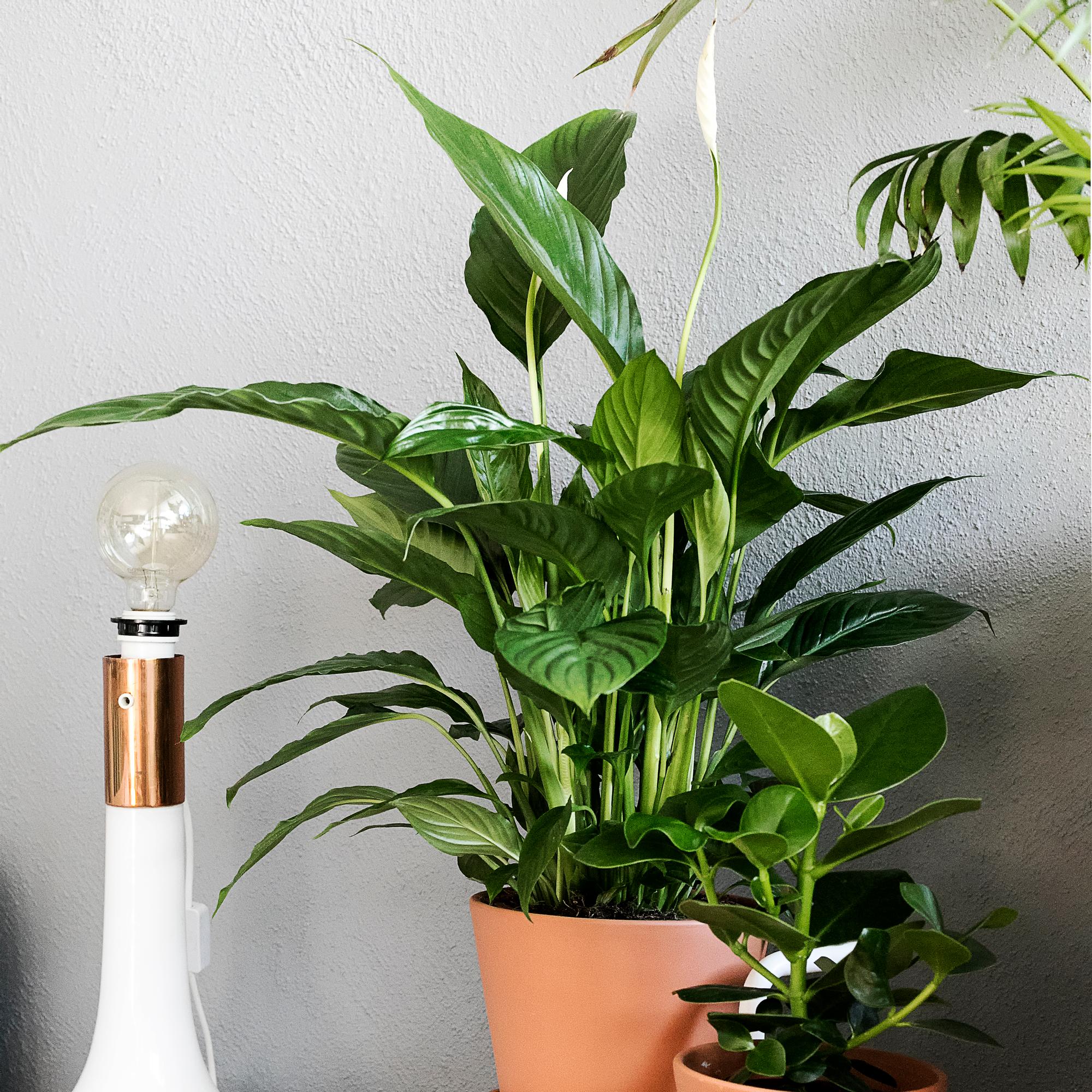The peace lily brings lush greenery – here’s how to plant, grow, and care for it