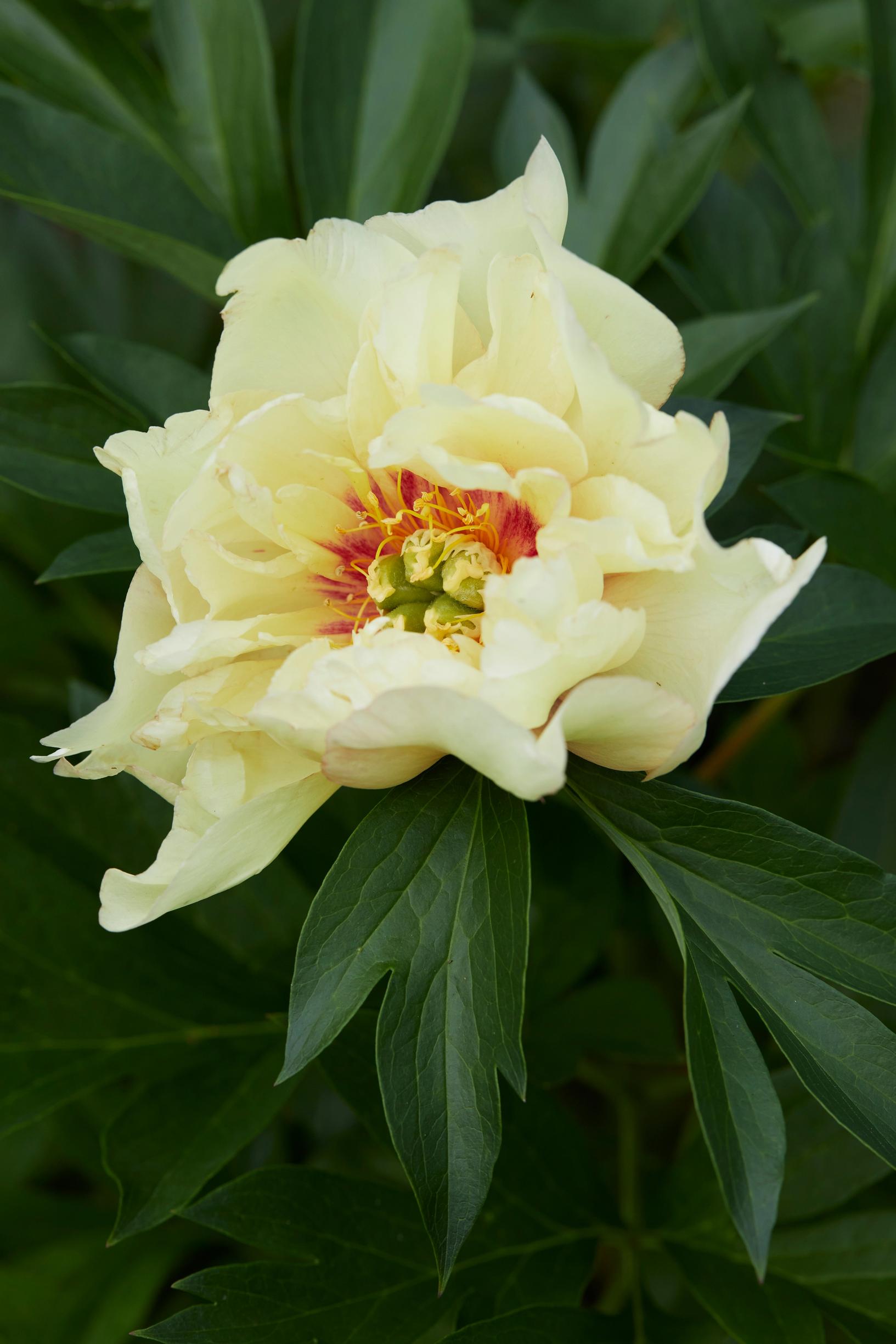tree peony