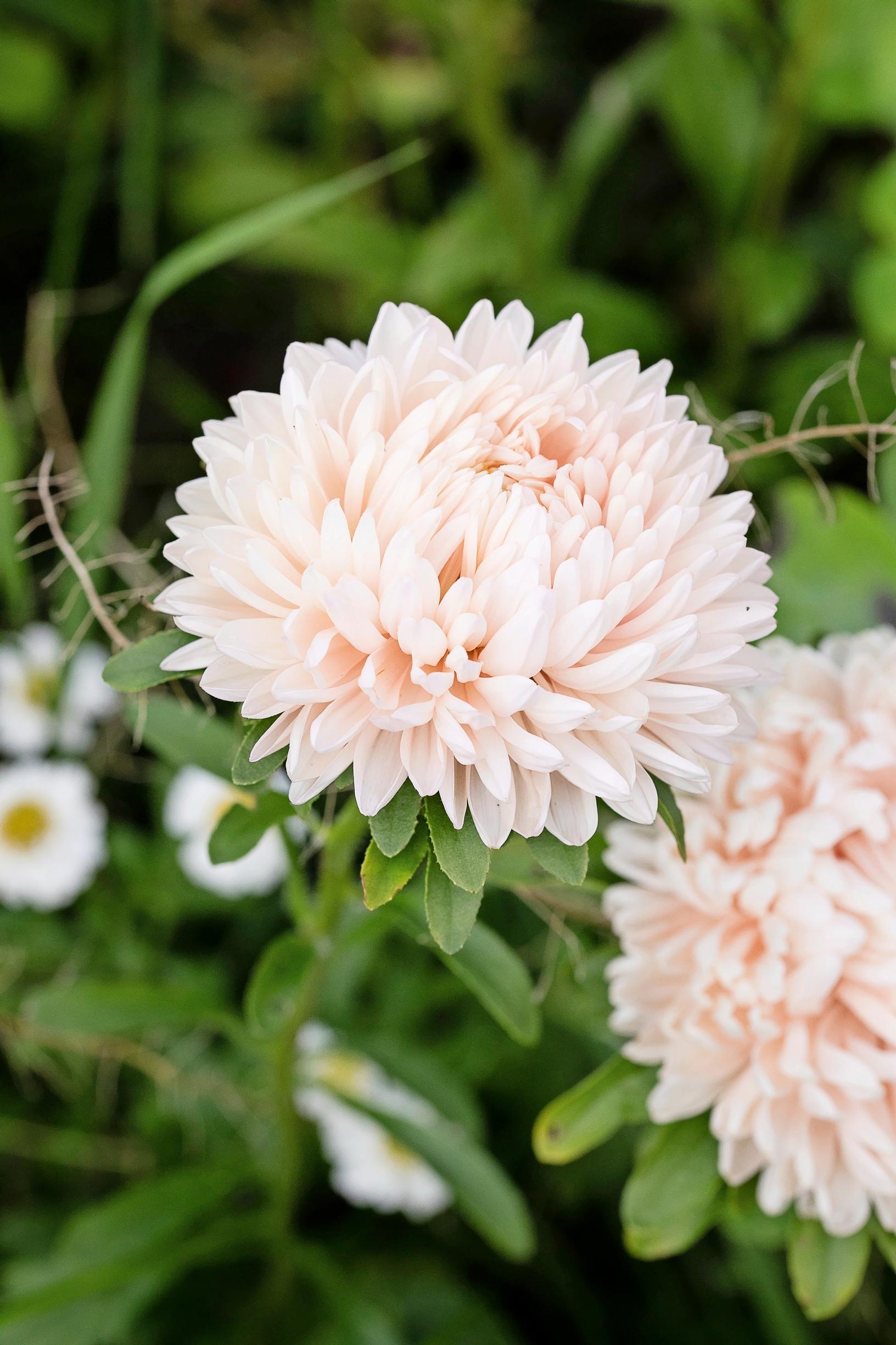 China aster