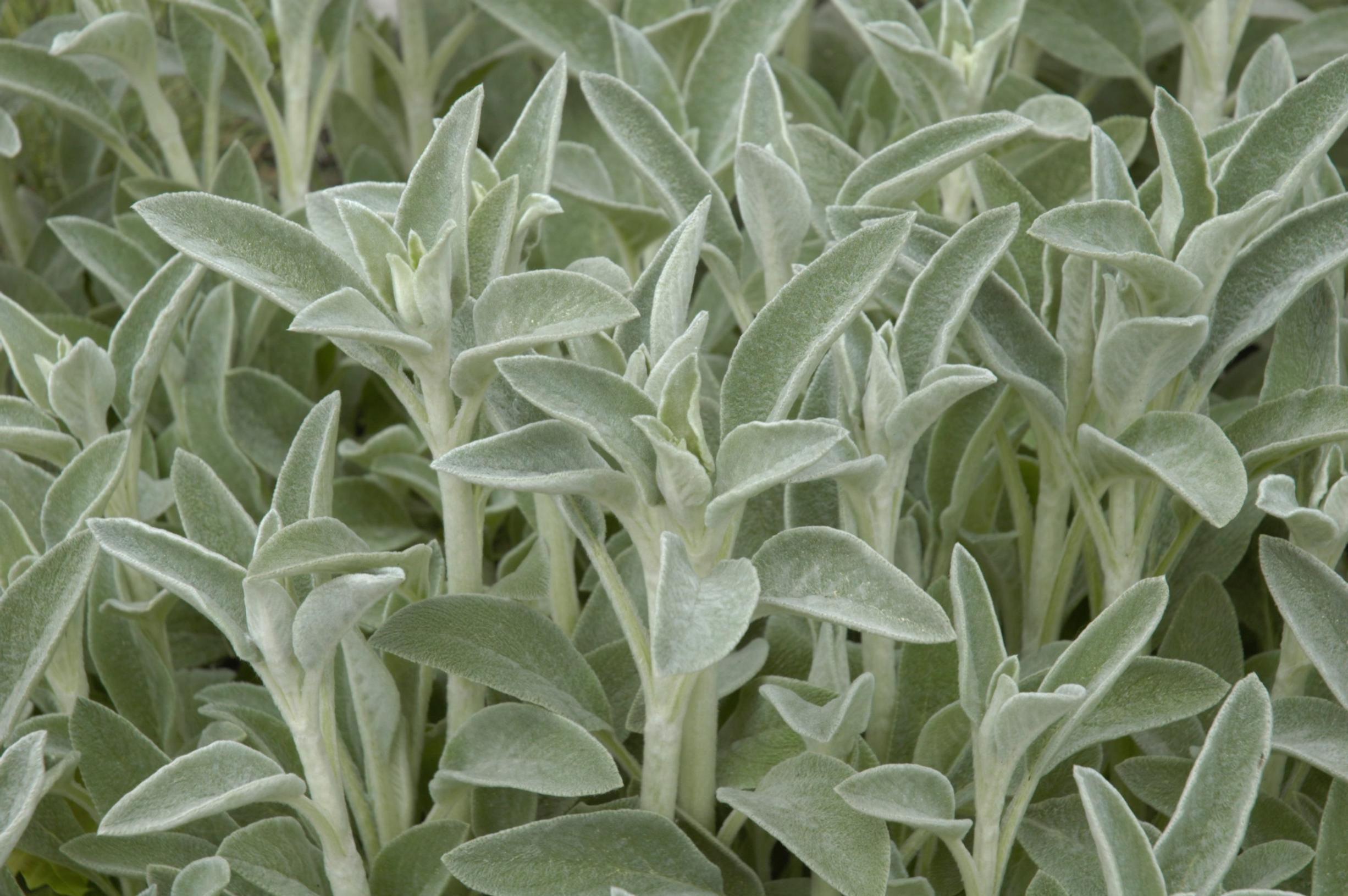 ground cover plants: Lamb’s ear