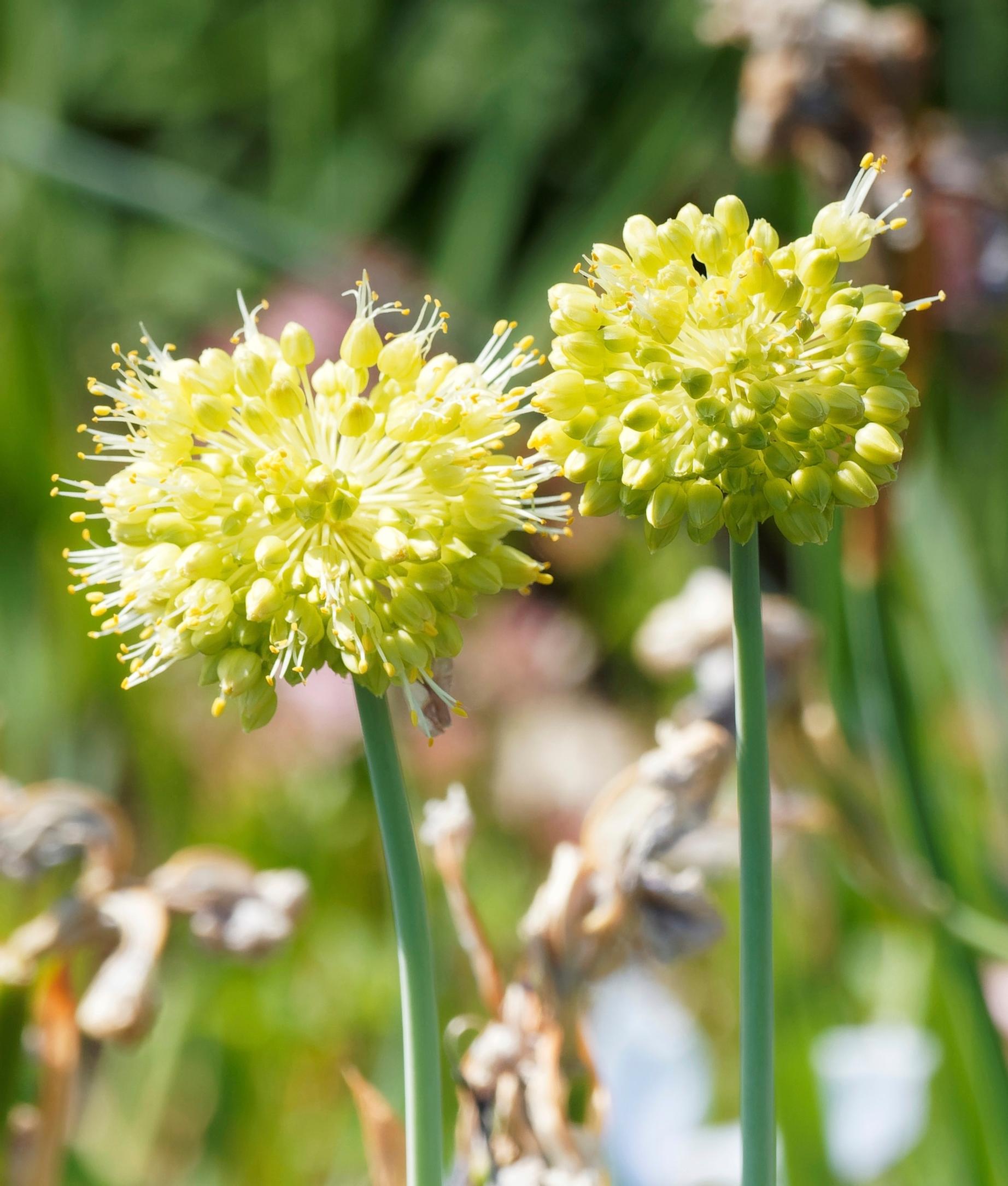 Siberian allium, Allium obliquum