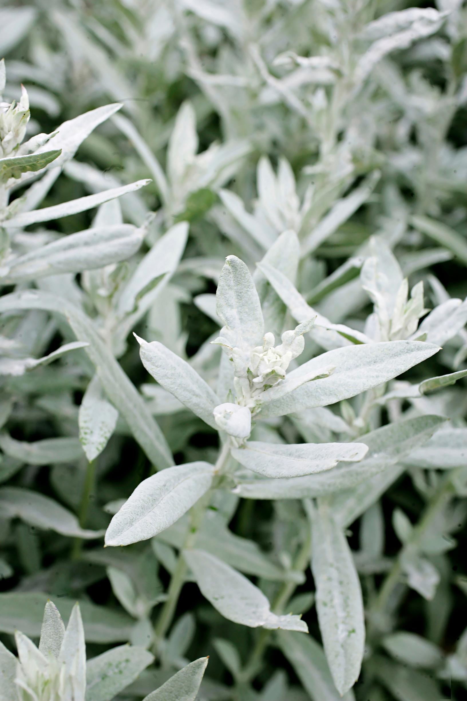 deer-resistant plants