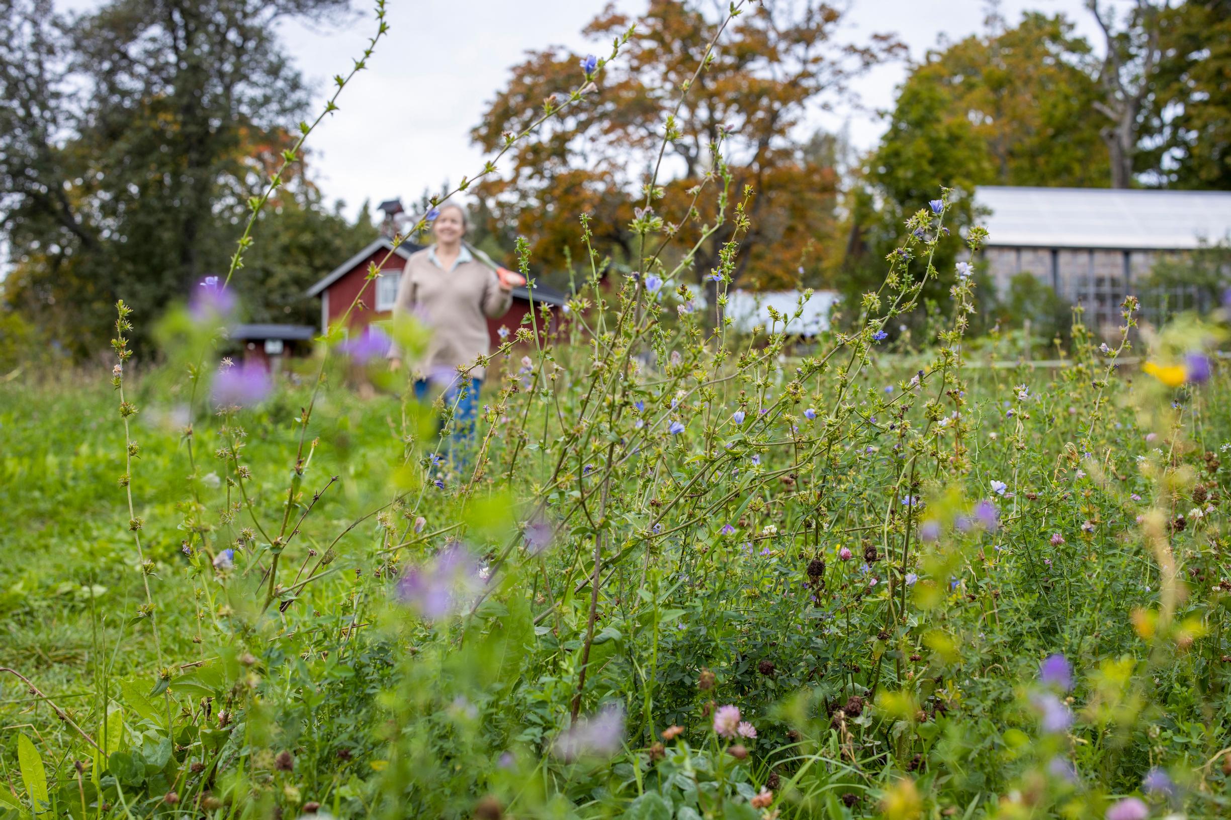 green manure crops in the vegetable garden