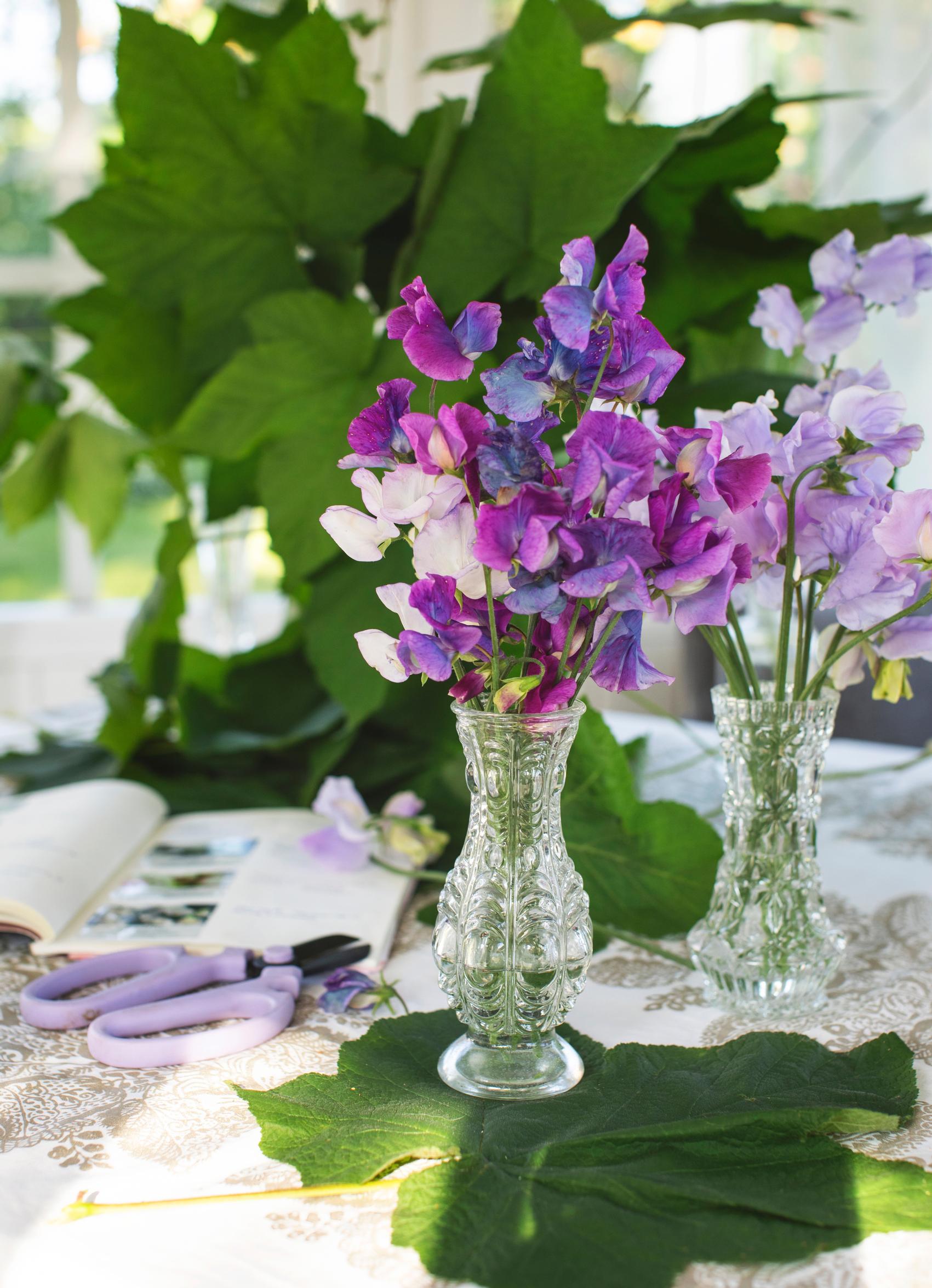 Sweet pea flowers in a vase.