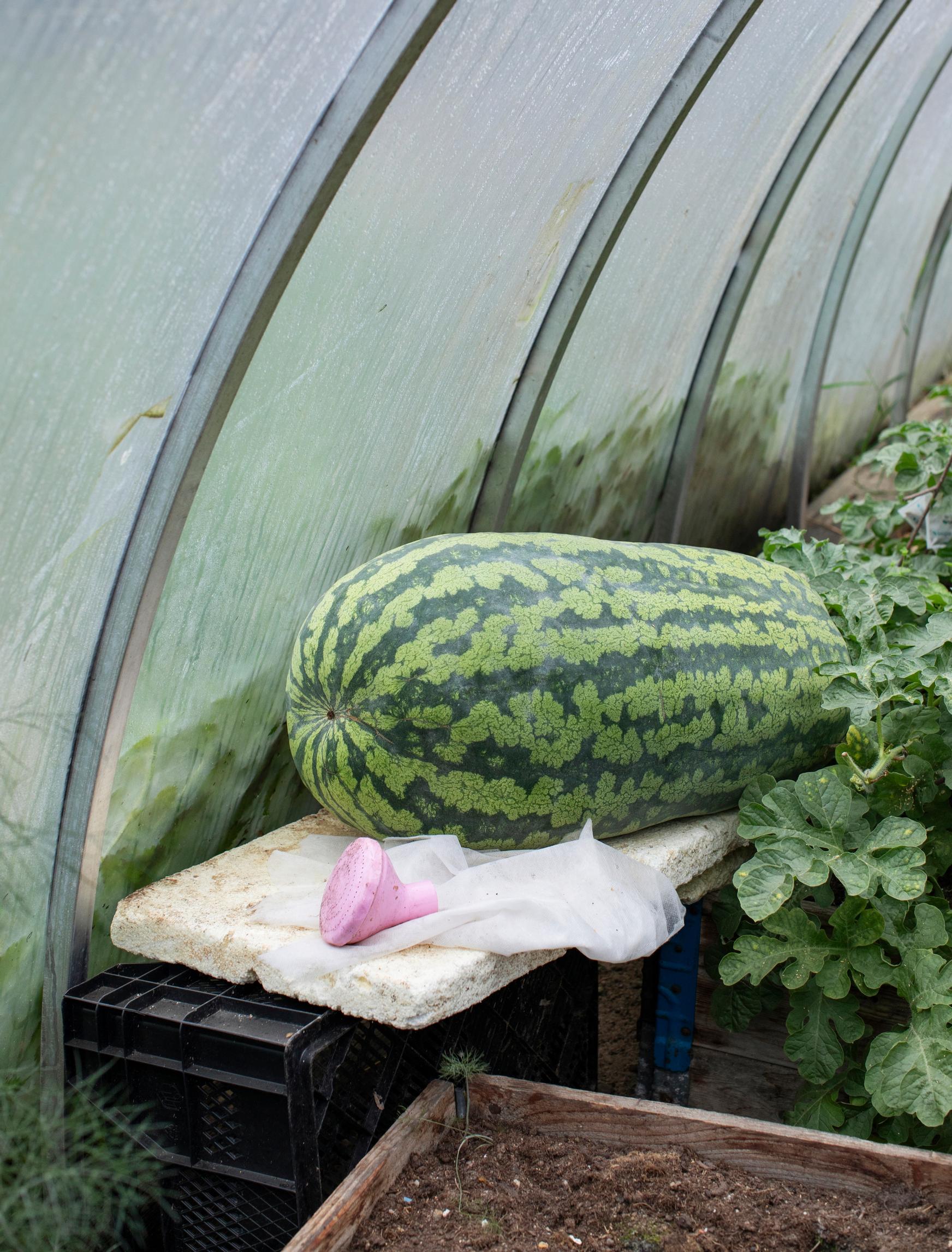 Giant watermelon