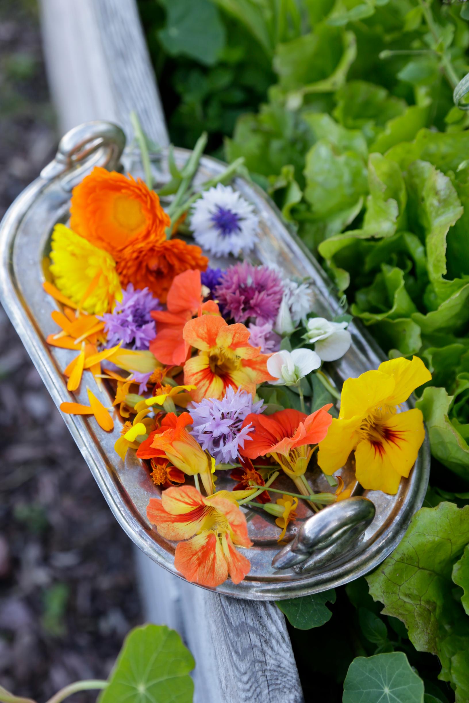 Edible flowers: add the perfect finishing touch to your summer pastries, salads, and drinks
