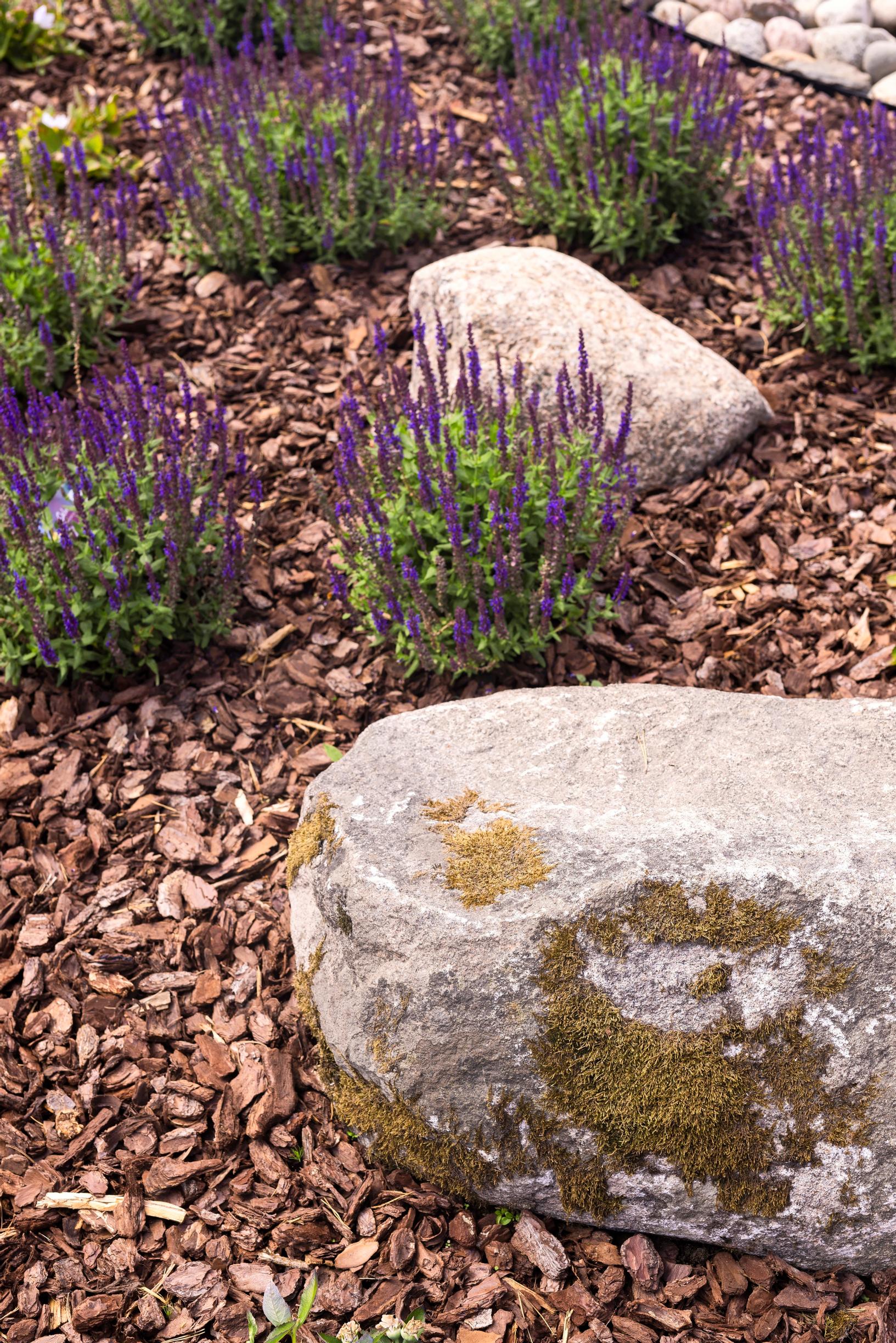 japanese garden: stones and meadow sage