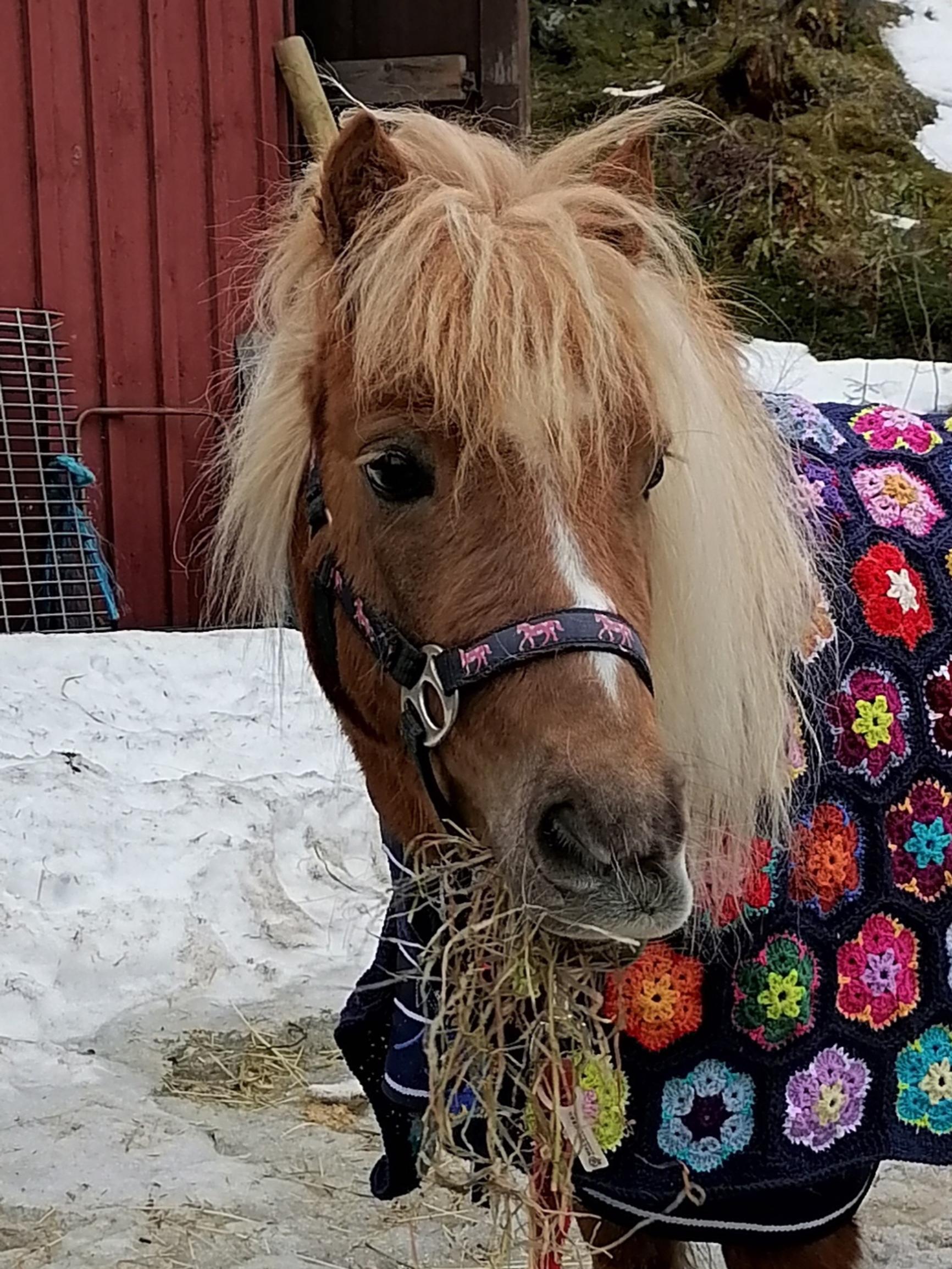 Anu’s floral pony blanket wows after a decade away from crocheting