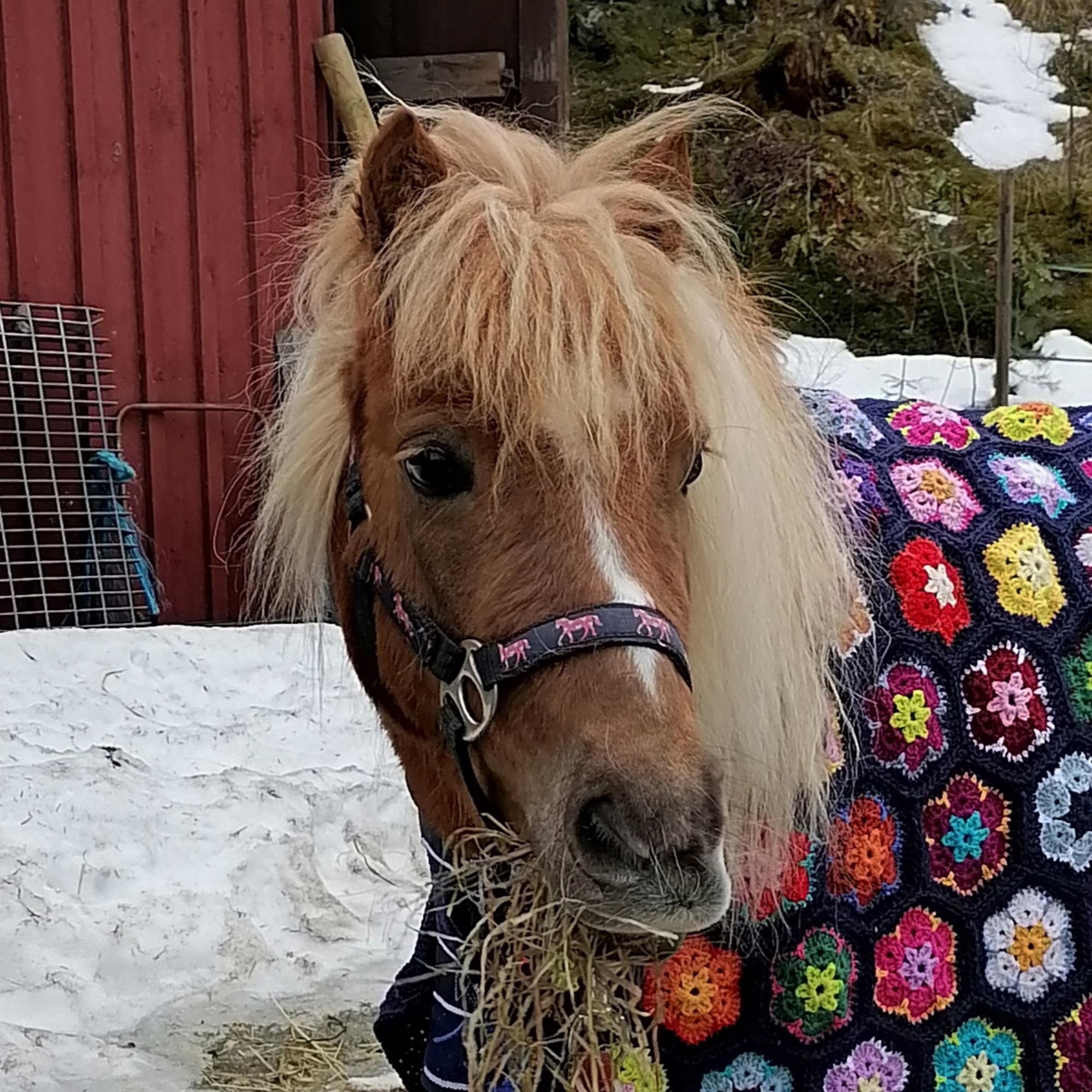 Anu’s floral pony blanket wows after a decade away from crocheting