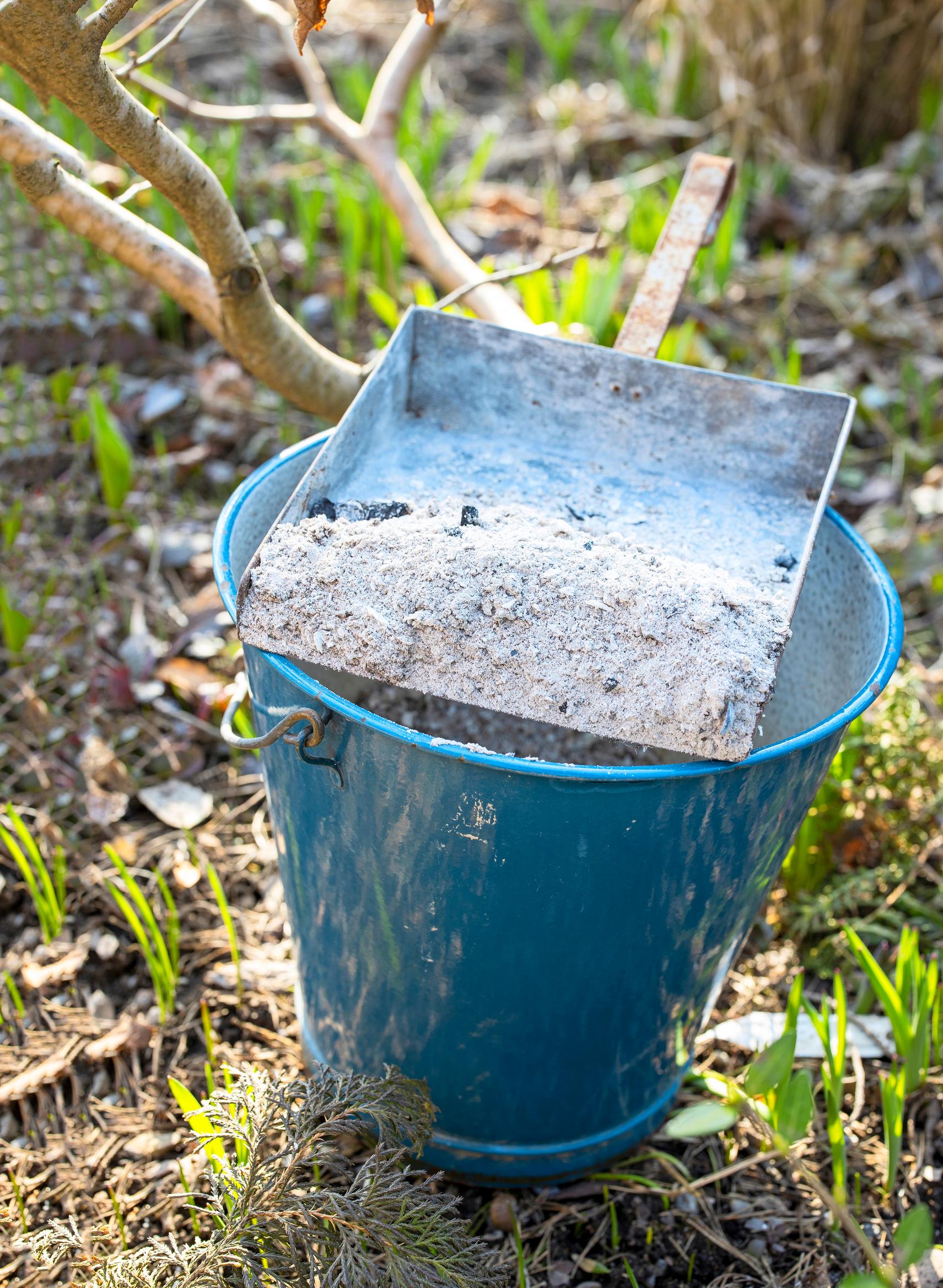 Don’t toss out fireplace ash—your garden will love it!