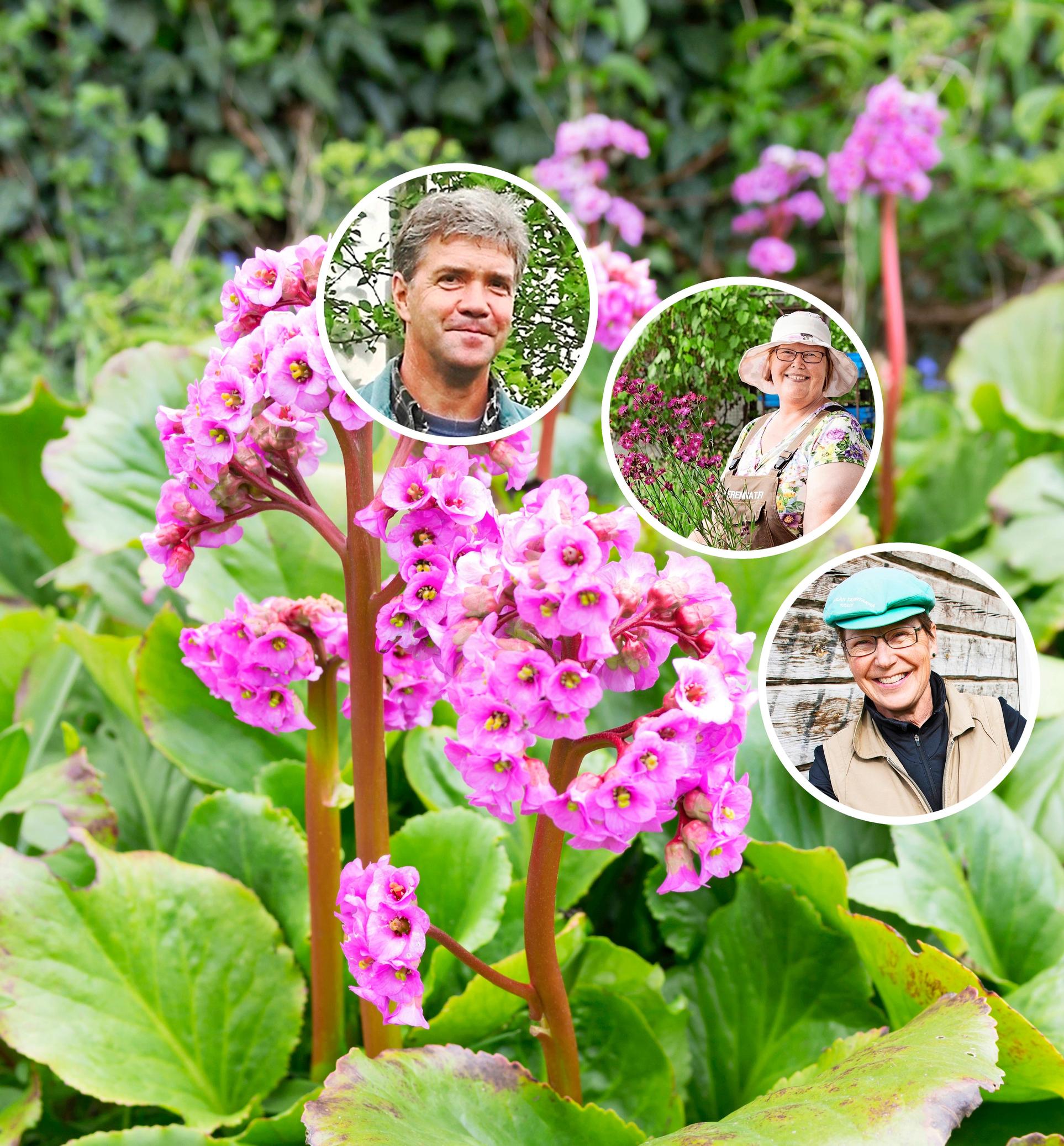 Looking for a perennial for that tricky spot in your garden? Nursery growers share 9 resilient troopers