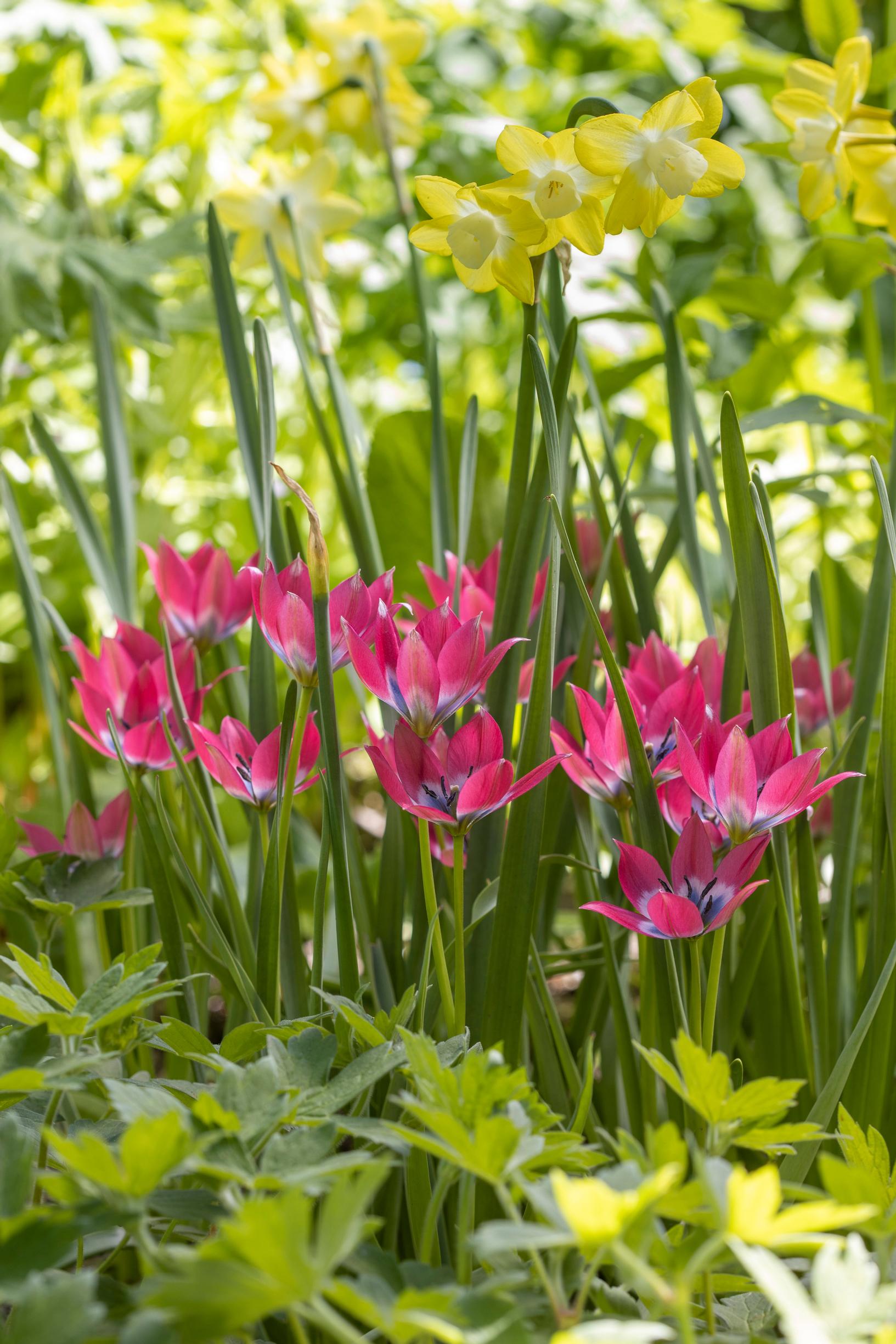 small tulips