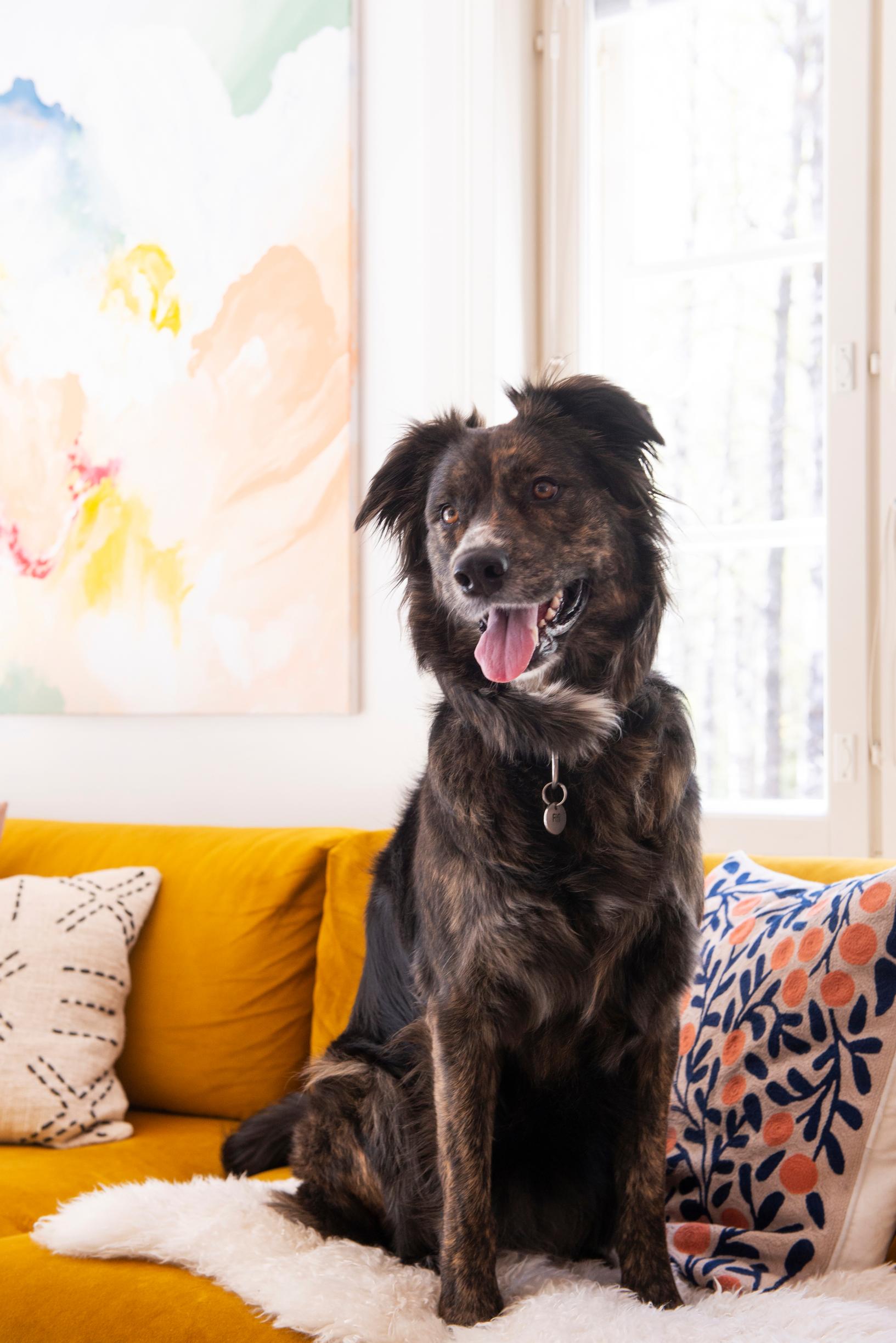 The couple’s black dog Fifi on the sofa