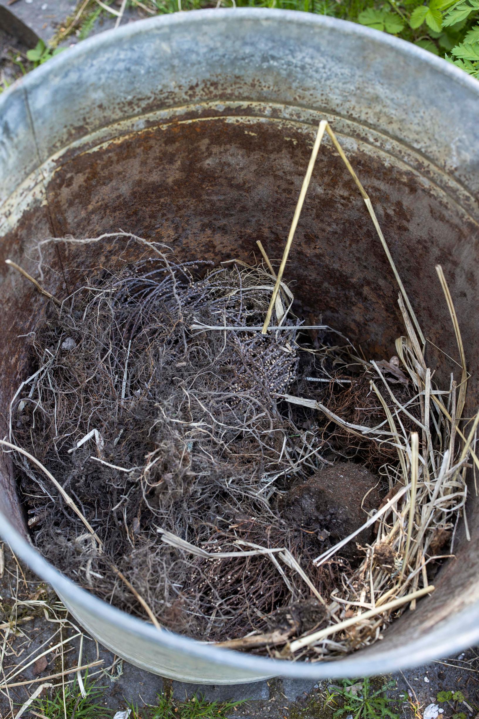 Growing zucchini in a pot or tub