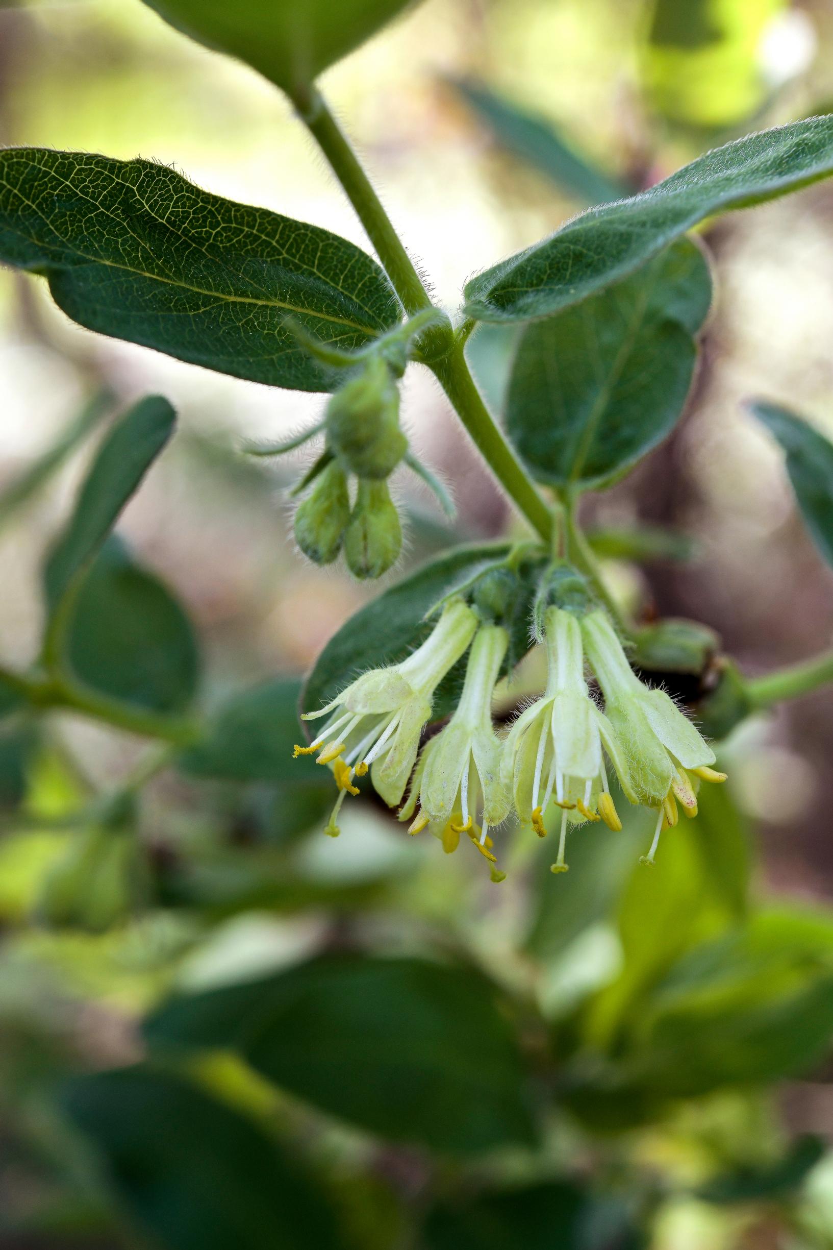 Honeyberry—also called sweetberry honeysuckle, blue honeysuckle, or haskap