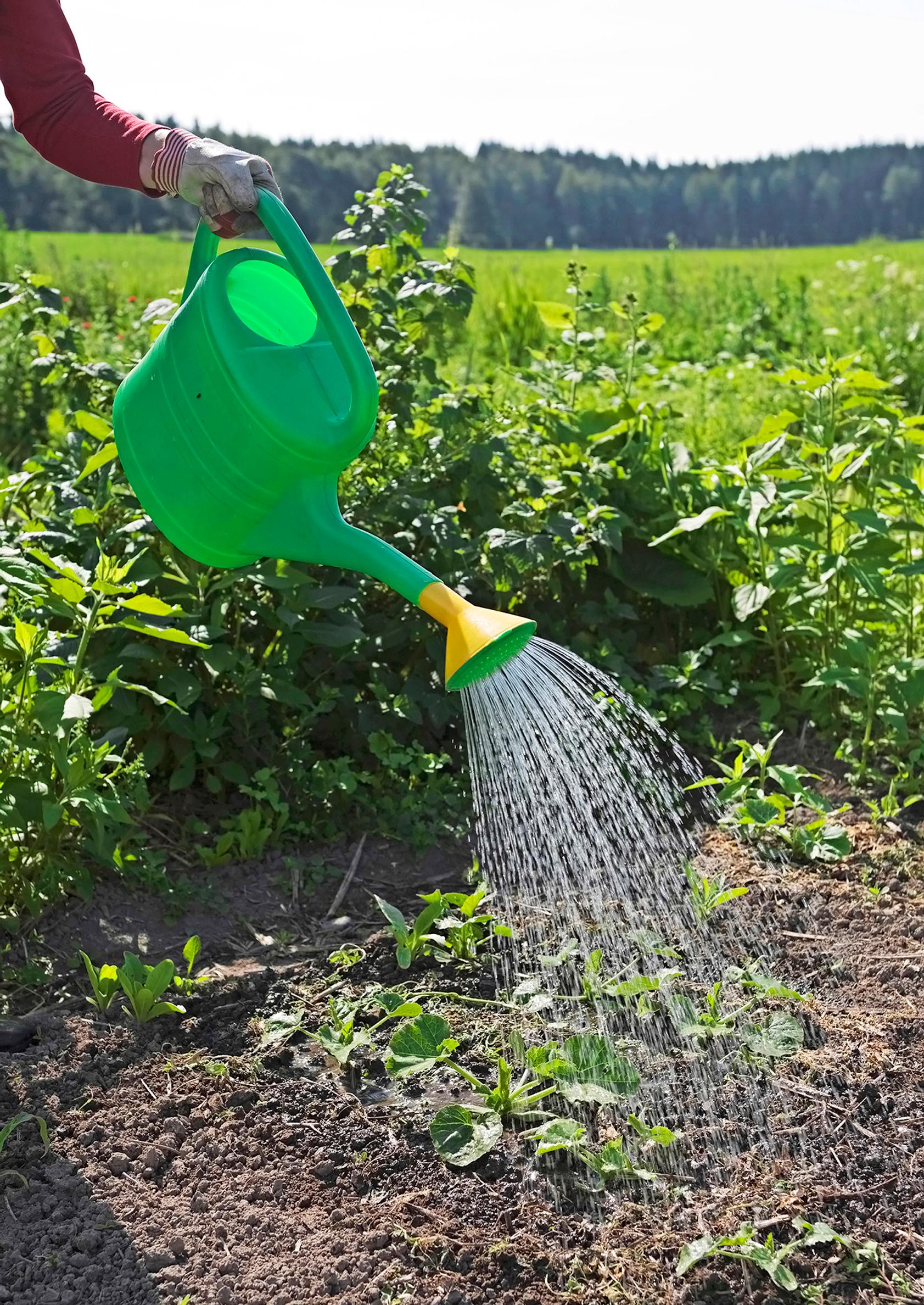 Watering zucchini with a watering can