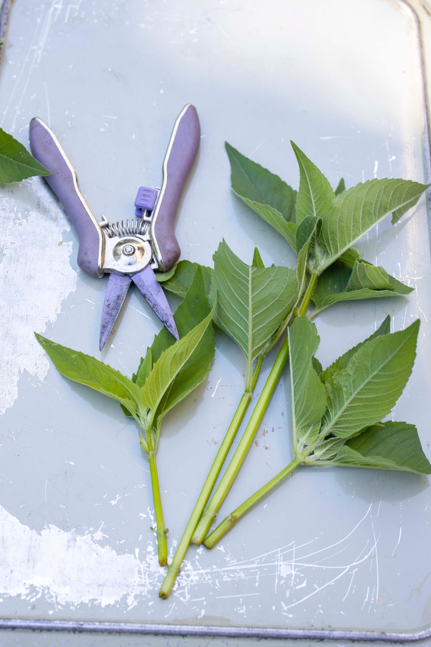 Propagating perennials from cuttings