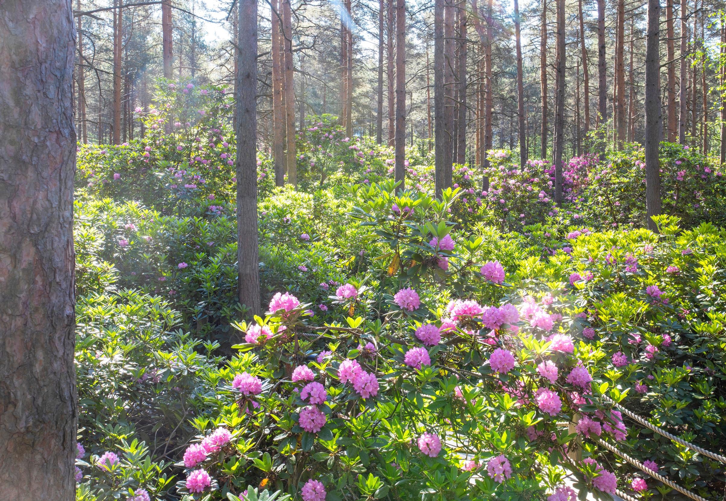 A sea of blooms at Haaga Rhododendron Park